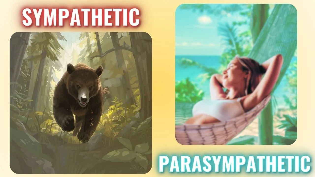 The Body on Autopilot: A Beginner’s Guide to the Autonomic Nervous System