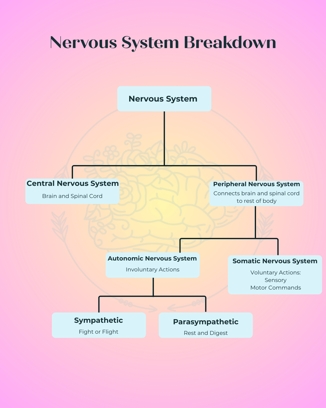 image is of a flow chart break down of the various branches of the nervous system