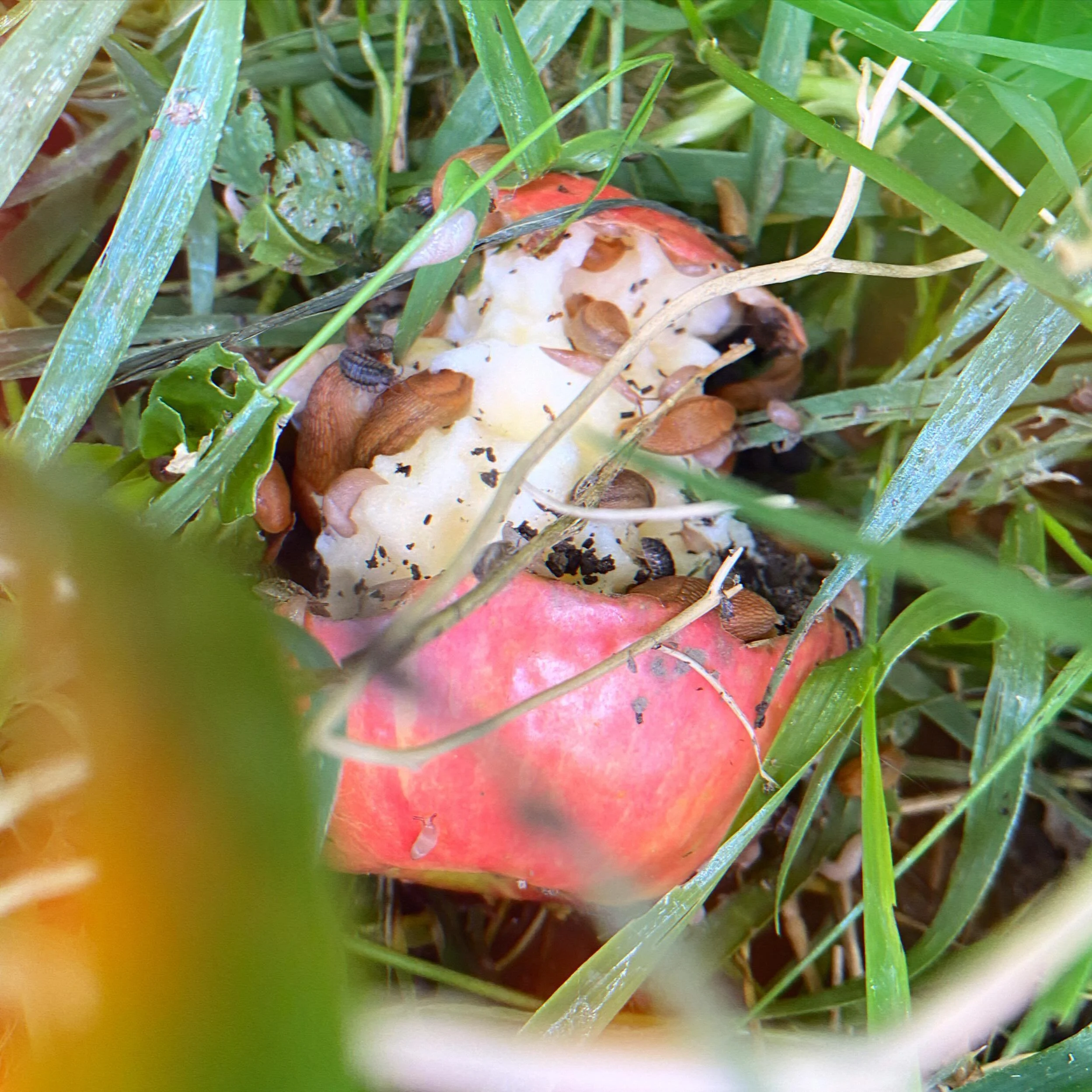 On Monday, we tossed an apple into the garden. After just a few days, it&rsquo;s become a bug hotel!