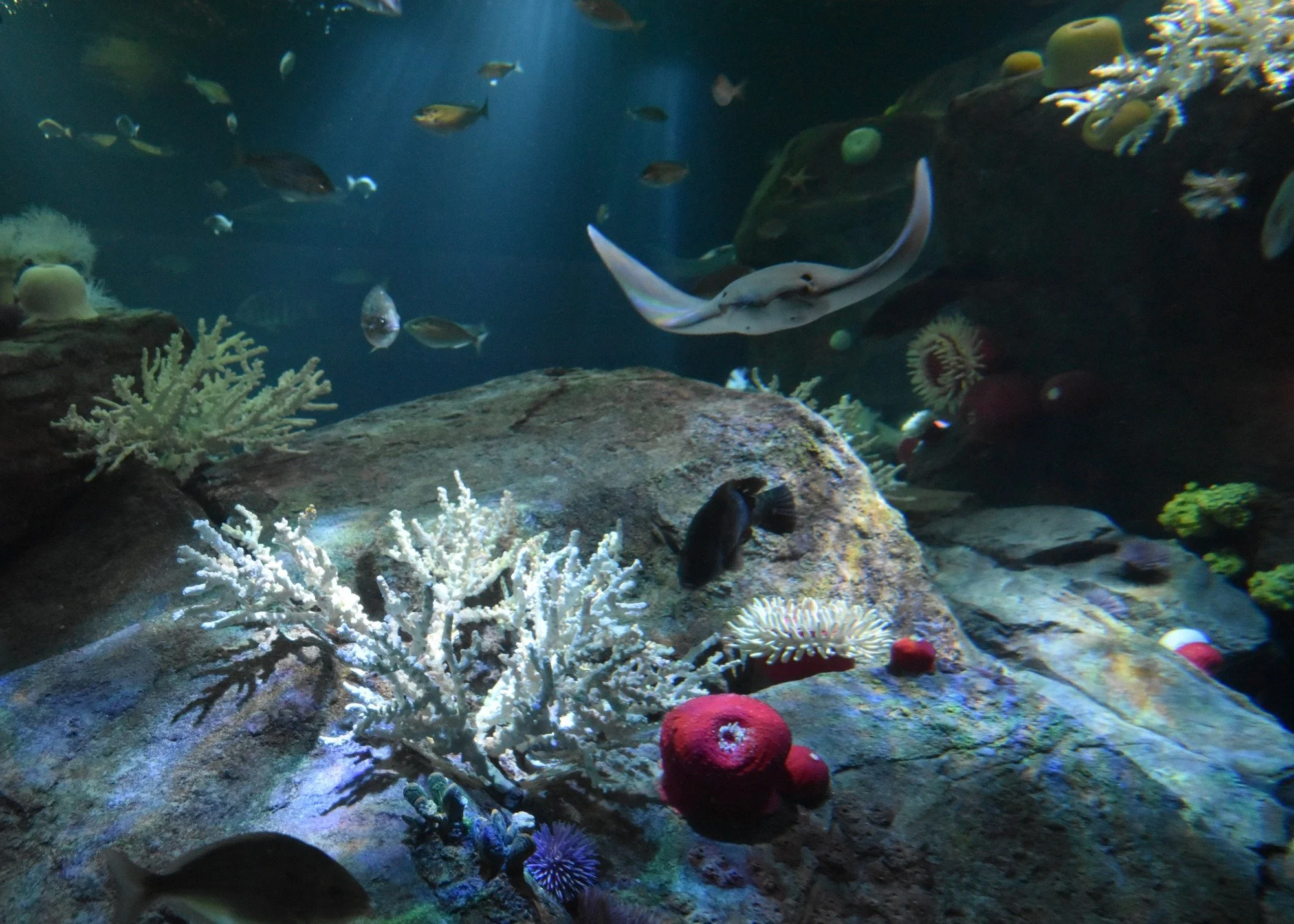 Members of the Aquarium Conservation Partnership and partners nationwide are taking bold climate action by launching a joint procurement for a Virtual Power Purchase Agreement (VPPA)&mdash;a long-term investment in renewable energy that demonstrates 