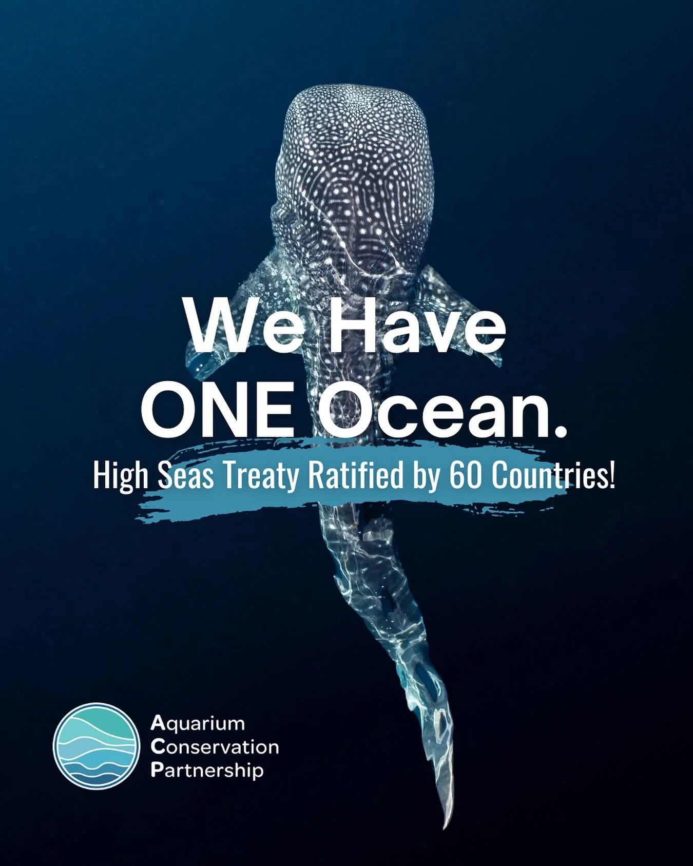 It&rsquo;s official! 60 countries have ratified the #HighSeasTreaty - a huge win for our ocean! Now it can enter into force, providing a legal framework to protect marine biodiversity in the areas beyond national jurisdiction that cover nearly half t