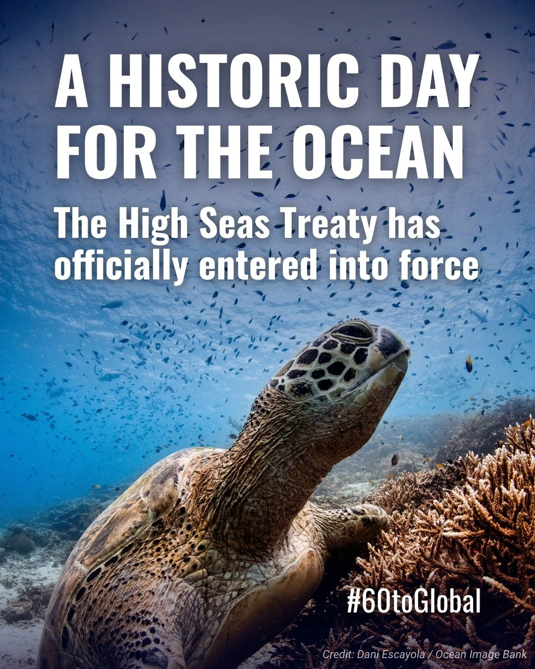 Years of negotiation, advocacy &amp; collaboration have led to this historic moment!

The #HighSeasTreaty is now in force, a testament to the efforts from ocean champions everywhere.