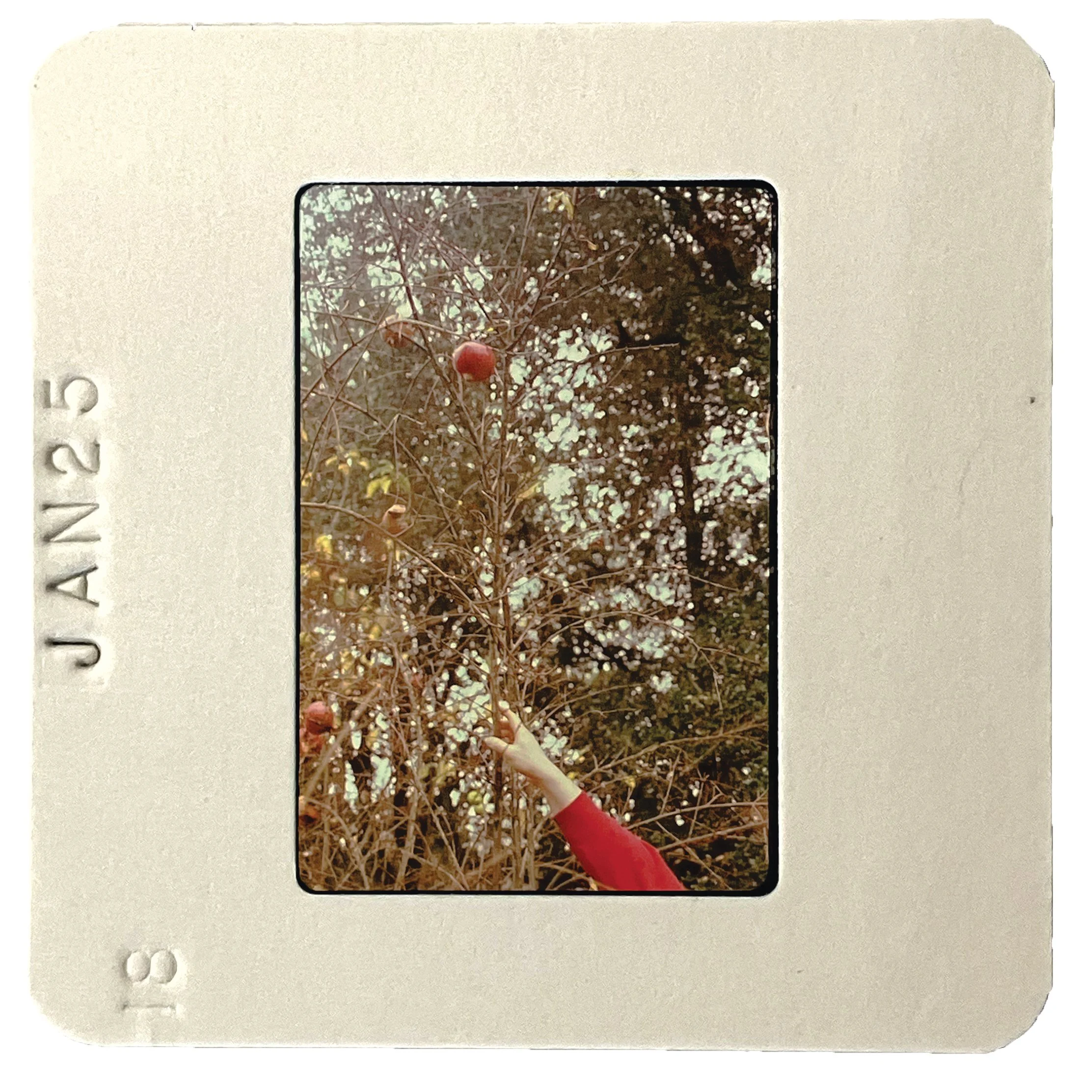 Carter’s Pomegranate Tree, 2025, Mounted slide film