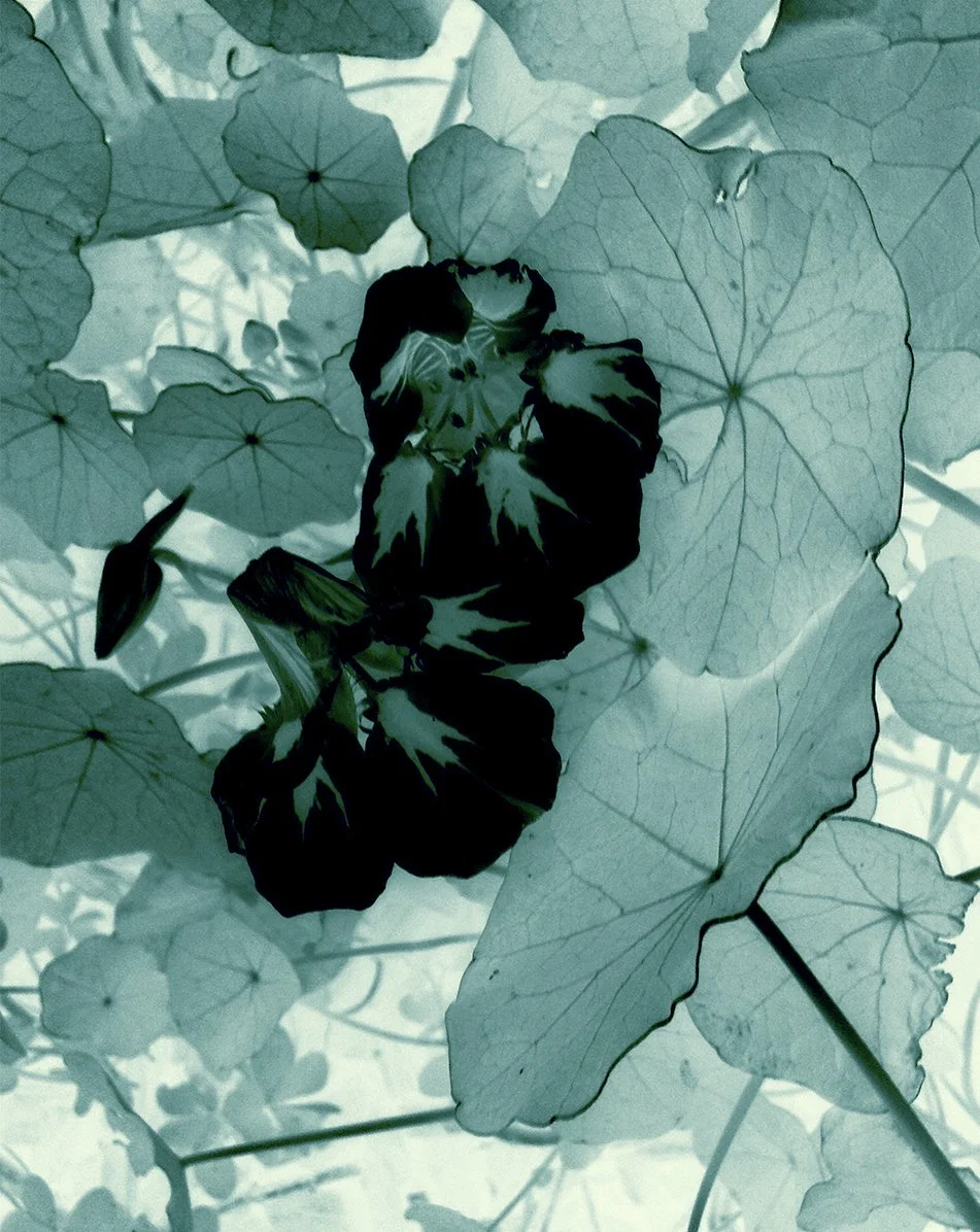 XrayTeal_OaklandBkyrd