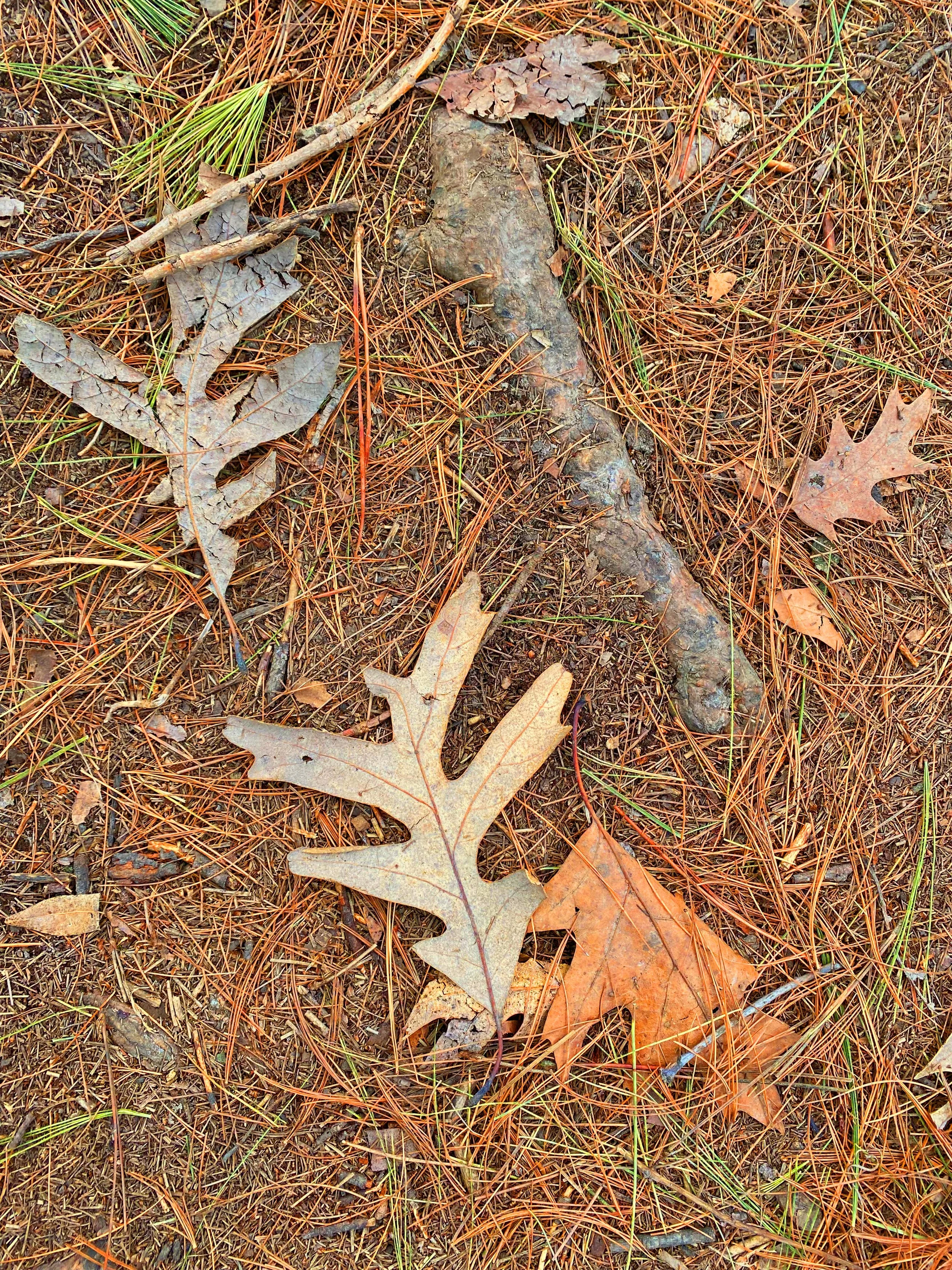 ColorForestFloor_8426