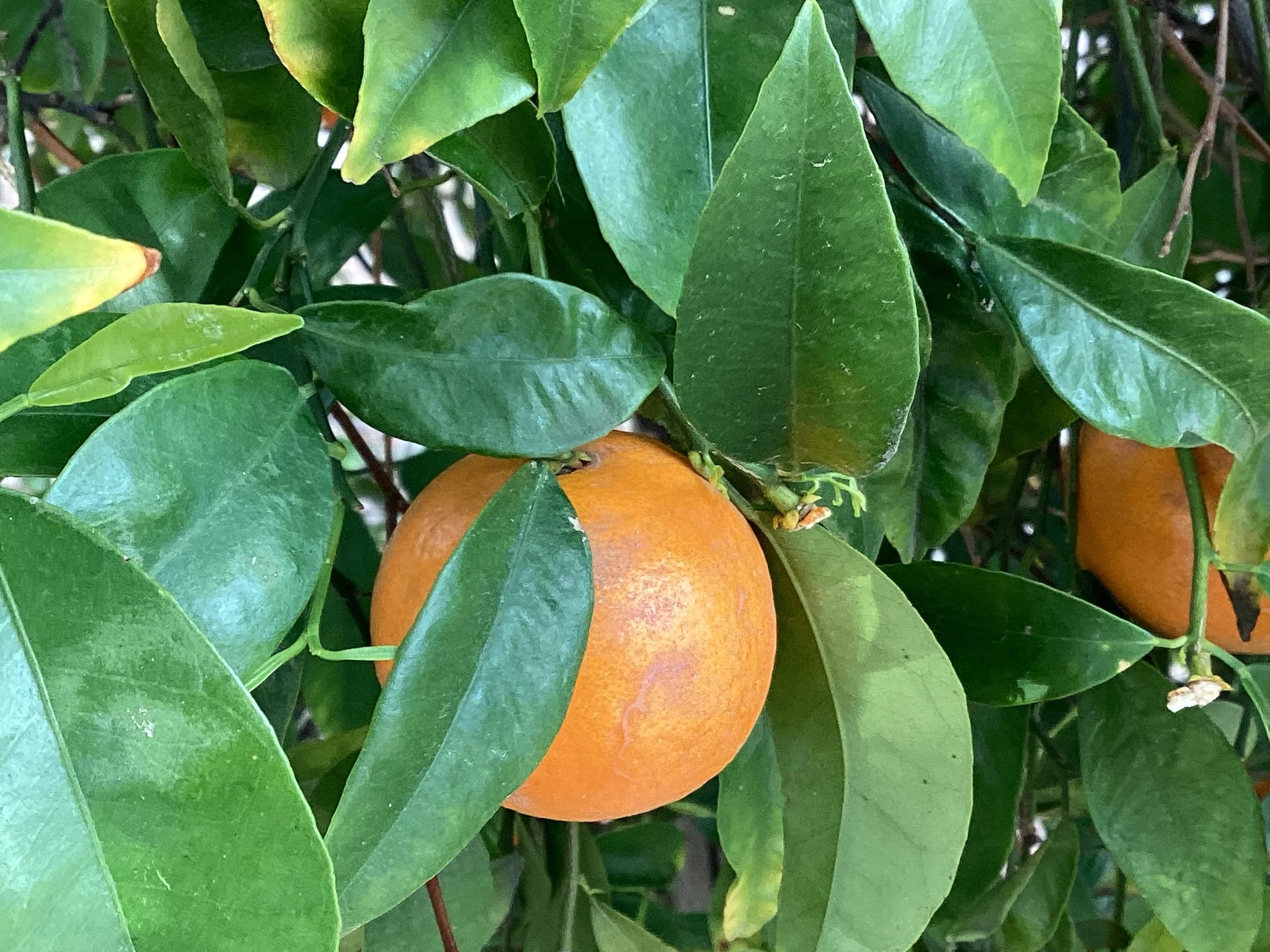 (15, Az, USA) Anonymous - Mexican Vegetarian