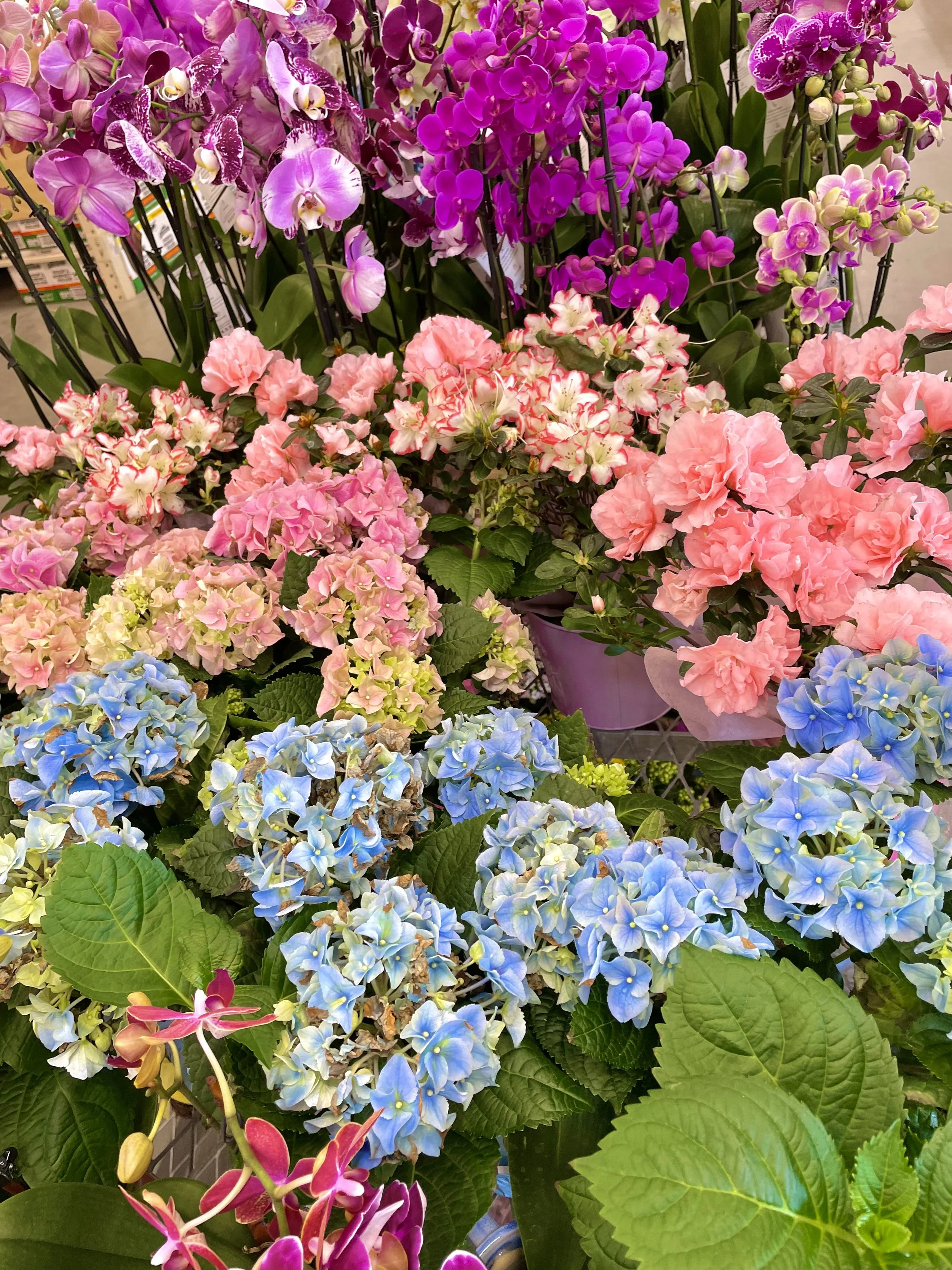 (17, VA, USA) Anonymous - Girlhood