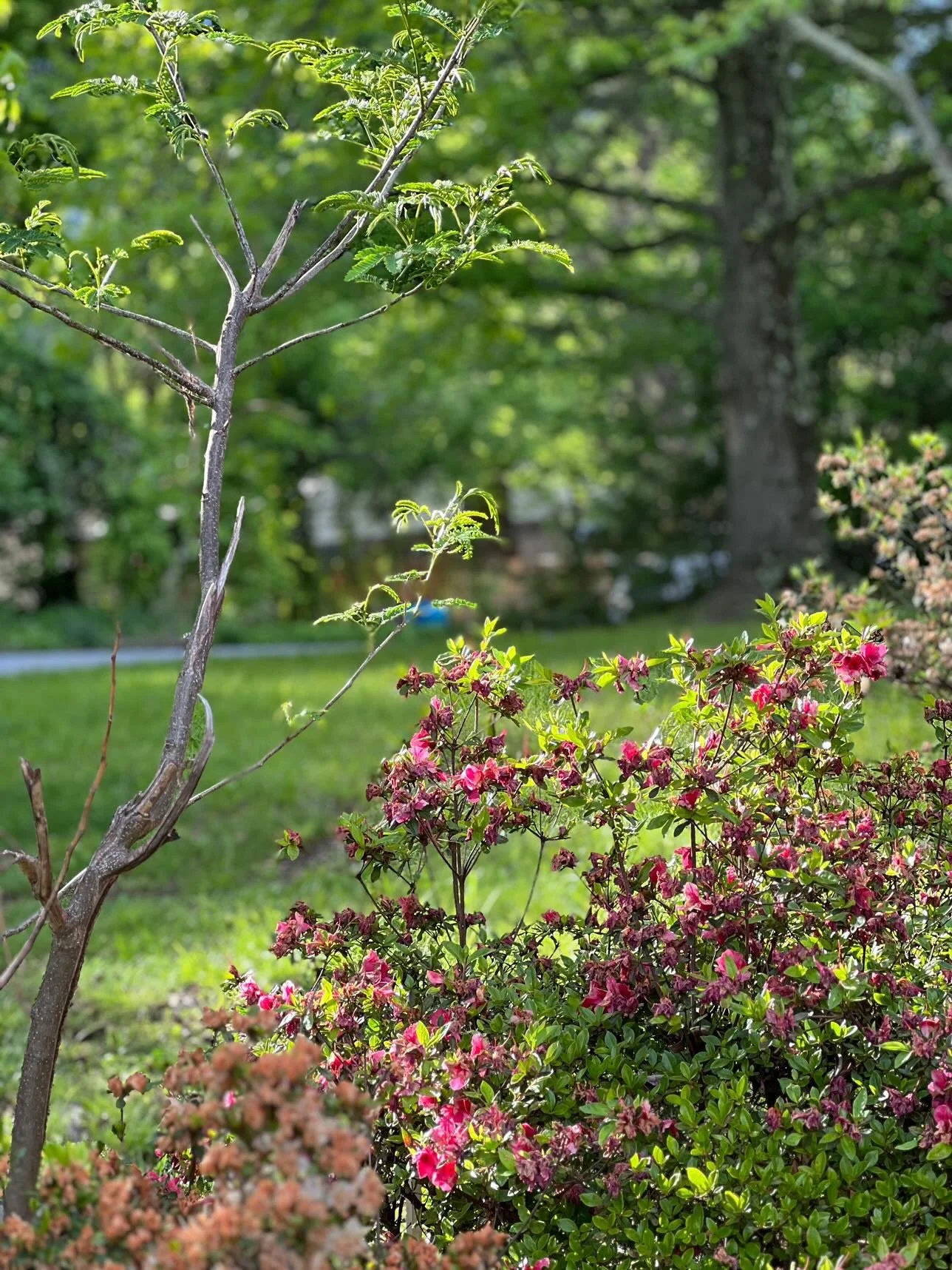  (15, NC, USA) Anonymous - Raven