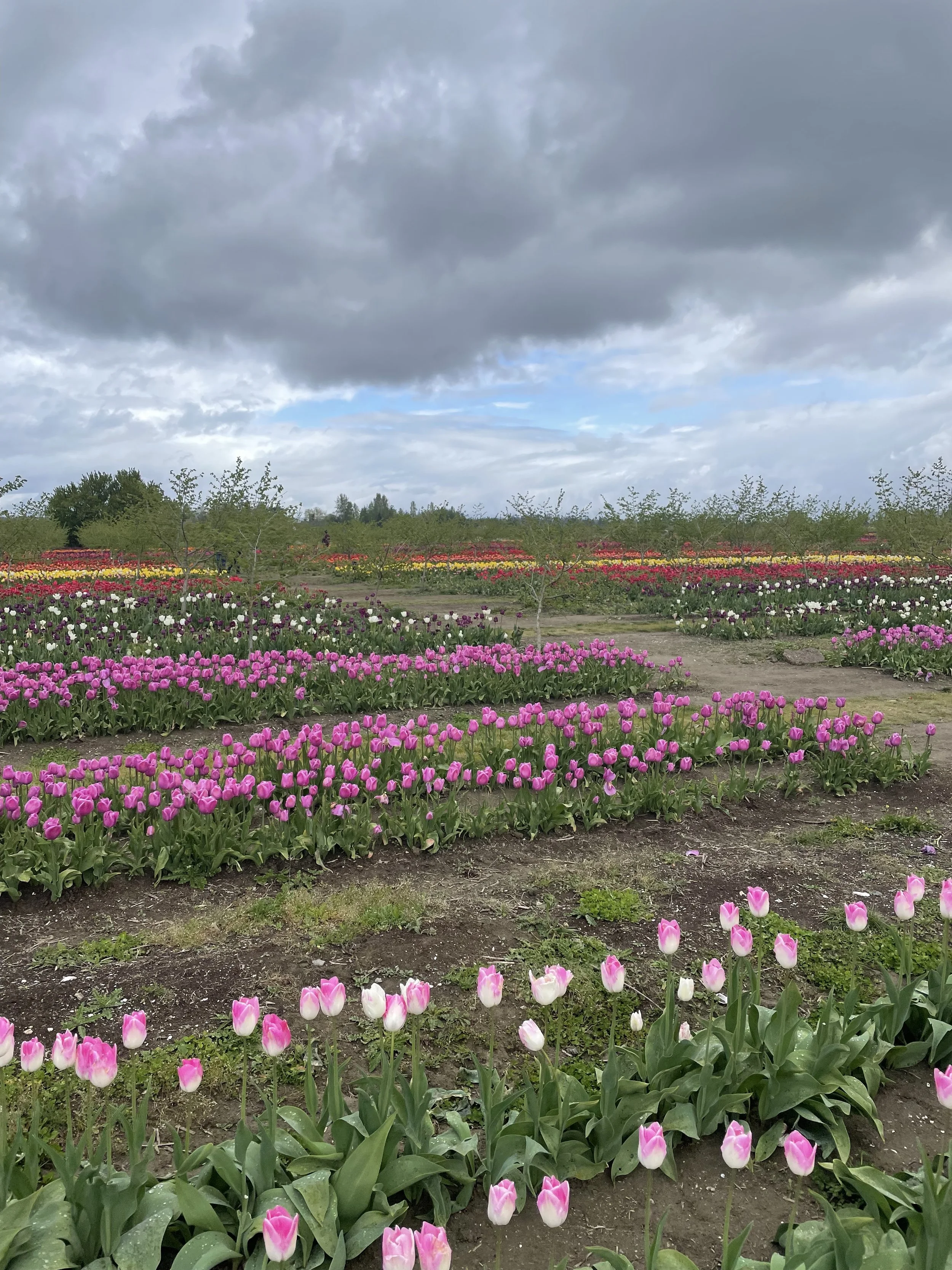 (18, WA, USA) Anonymous - My Way Of Thinking