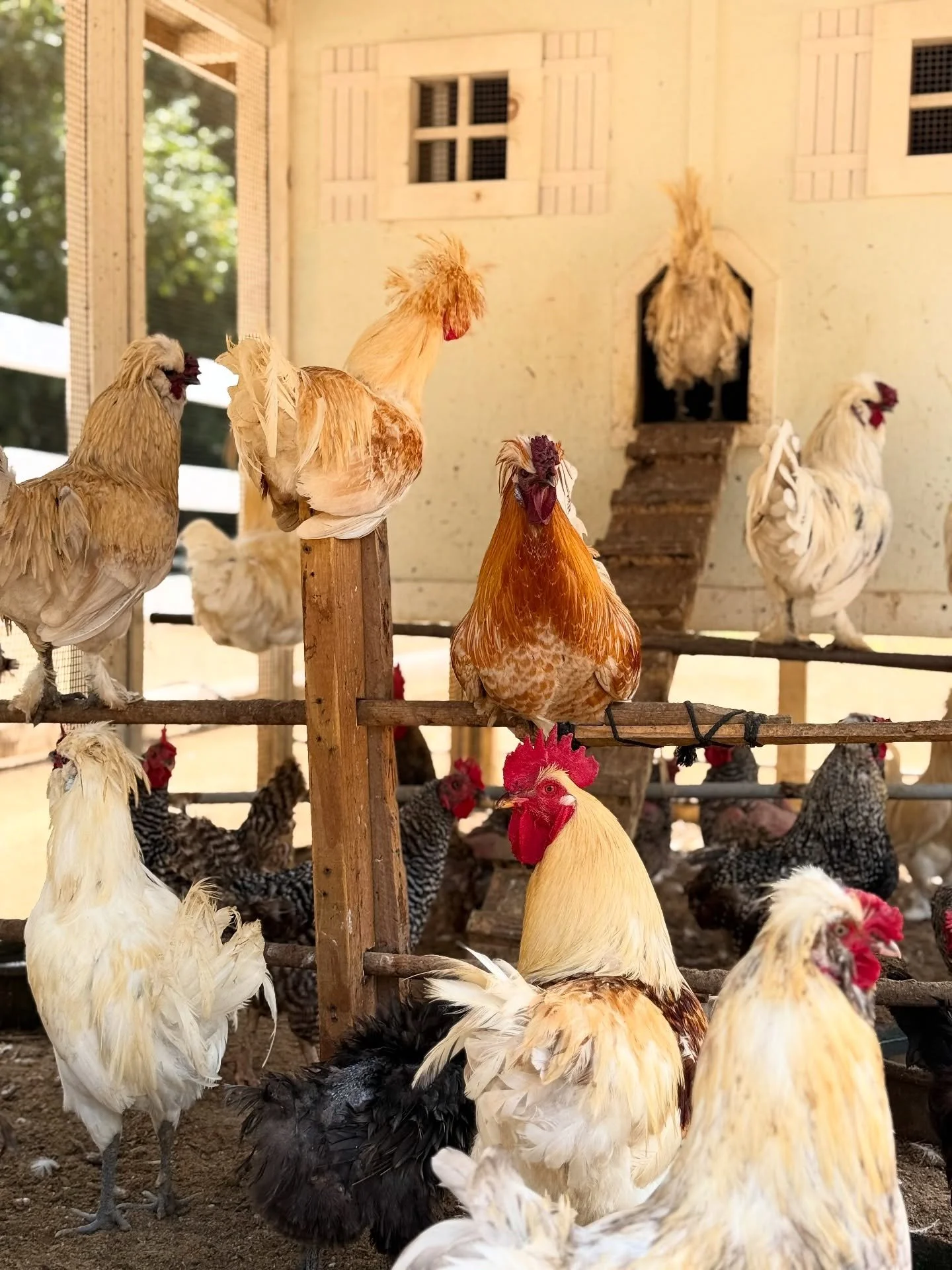 🐓🐓🐓