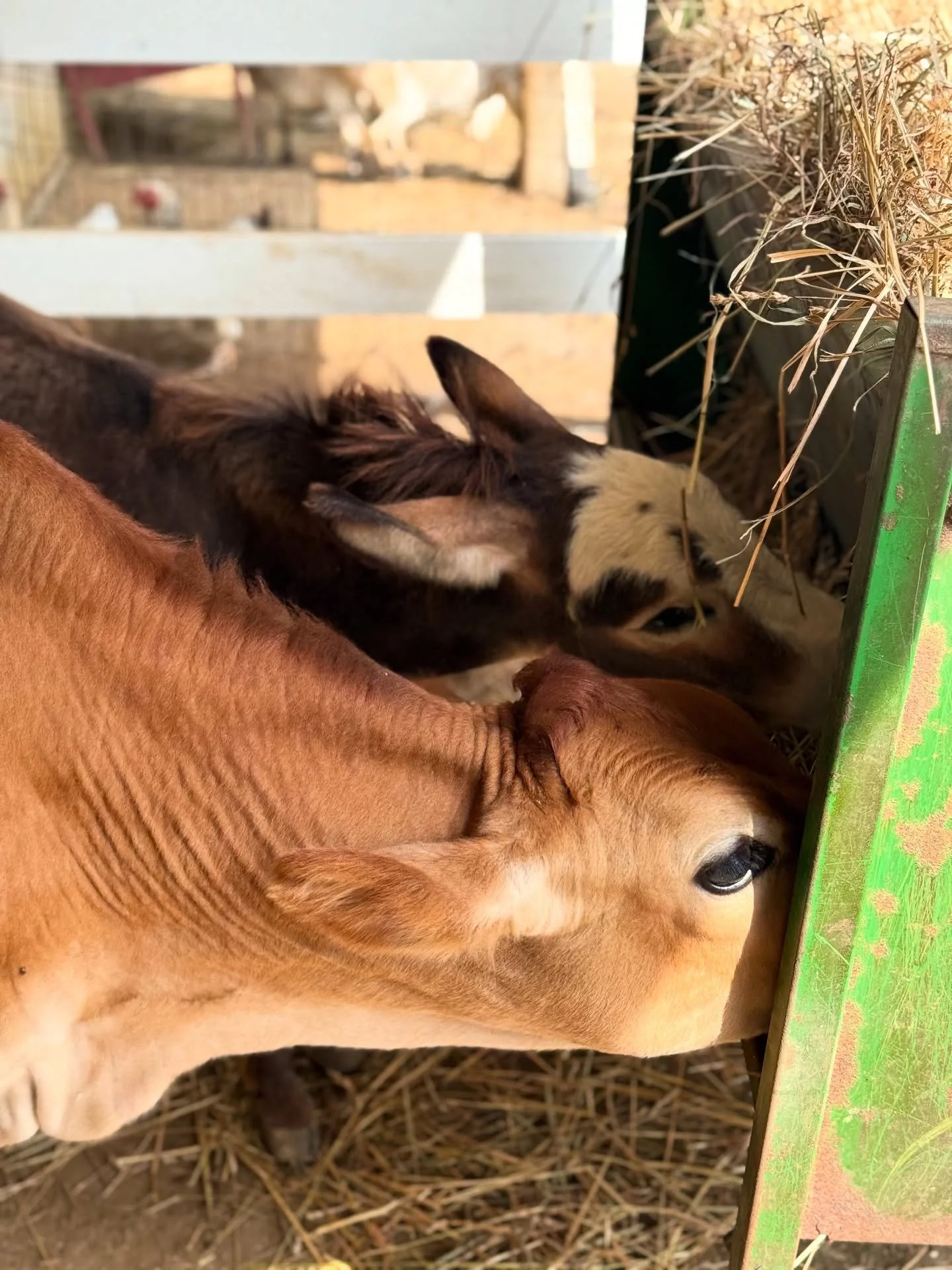 It&rsquo;s breakfast time !