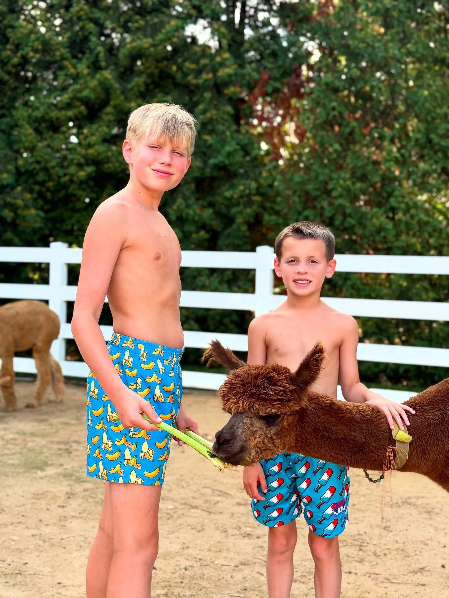 Yesterday our guy Dillon turned 12 !!!!