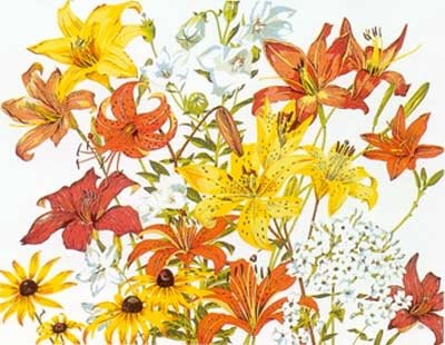 September Garden
Number in edition - 278
Size 15.5 " x 20."
Unframed $300..00