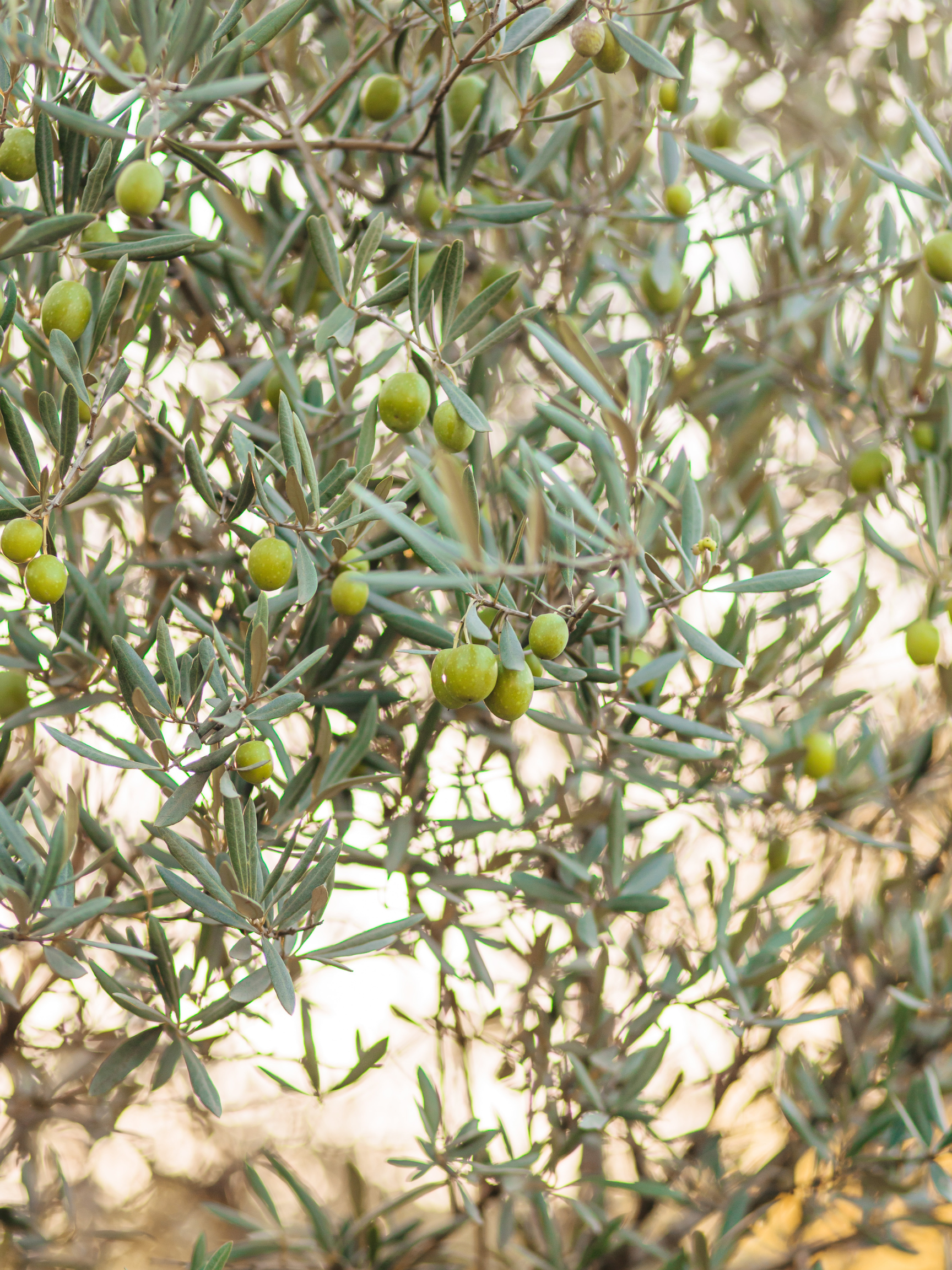 The Benefits of Lemon Juice and Olive Oil: A Simple Ritual for Body and Soul