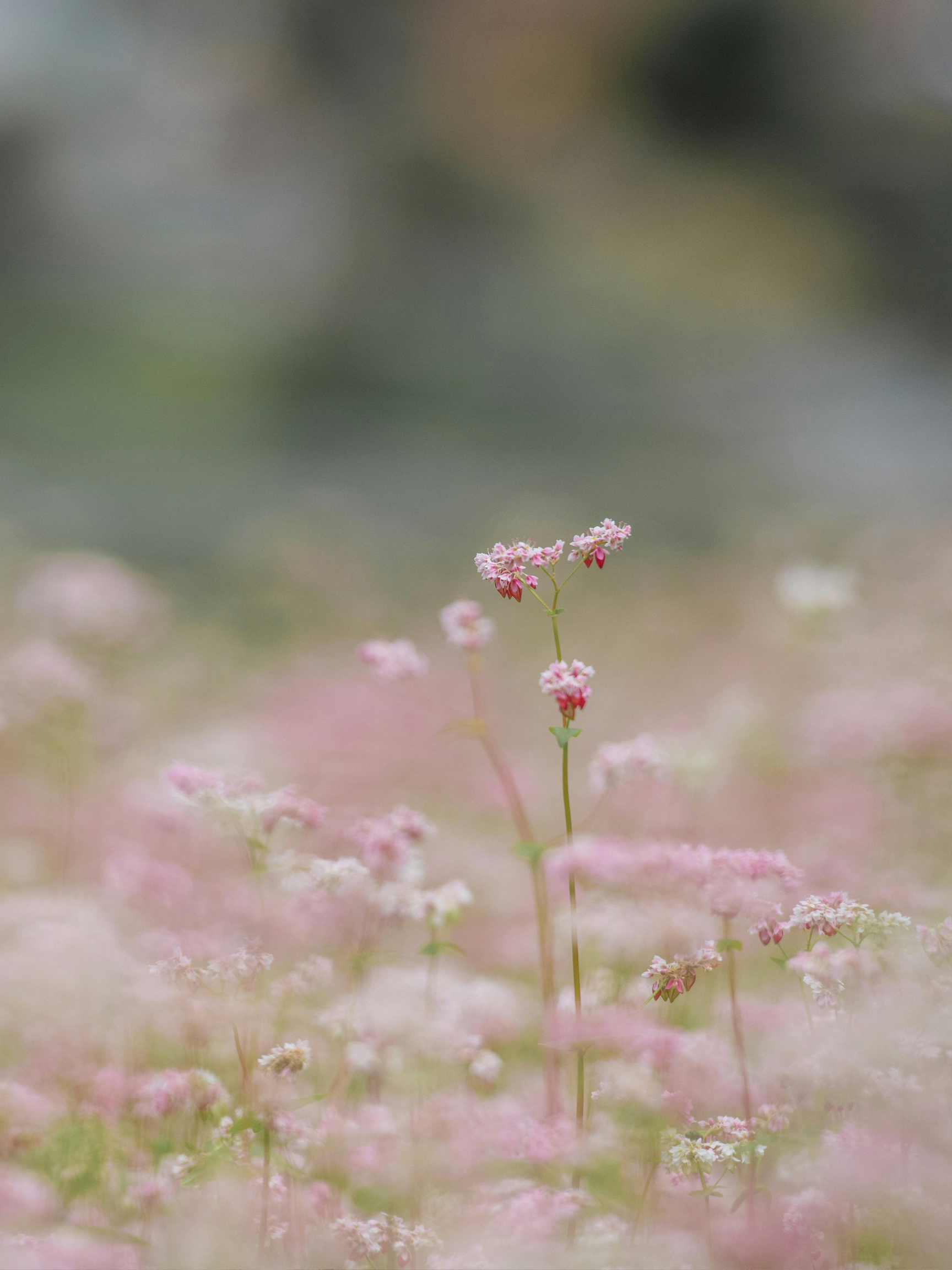 The Fruits of the Spirit: Letting Grace Take Root