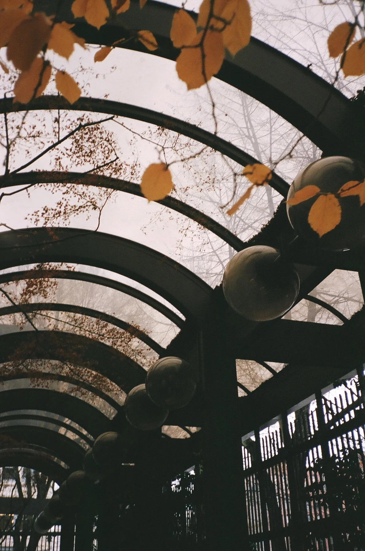 View of a curved glass and metal shelter with black spherical lights hanging underneath, surrounded by autumn trees with yellow leaves, during foggy weather.