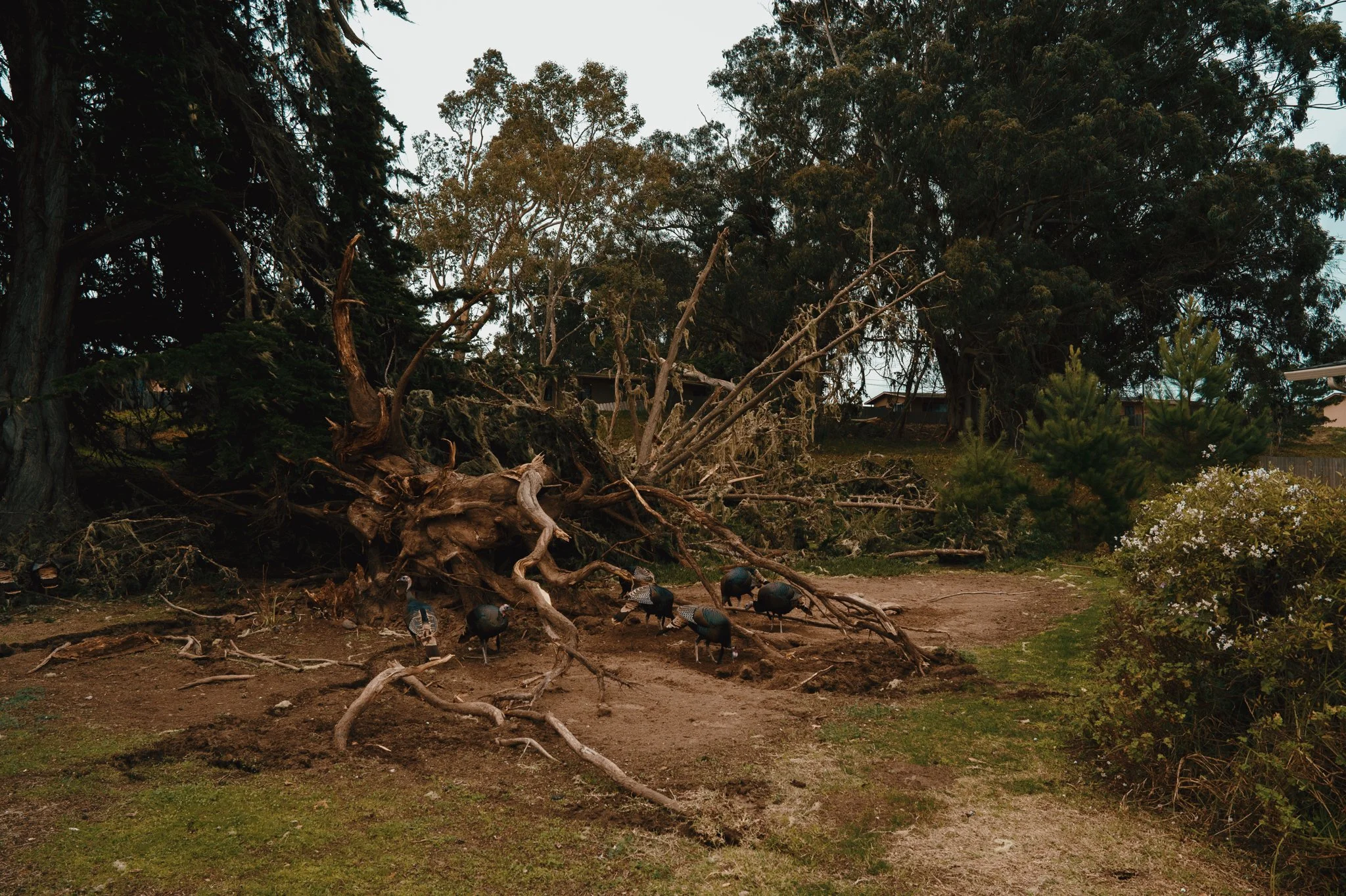 Downed tree with exposed roots and branches, five turkeys walking on dirt ground, green shrubs, and tall trees in the background.