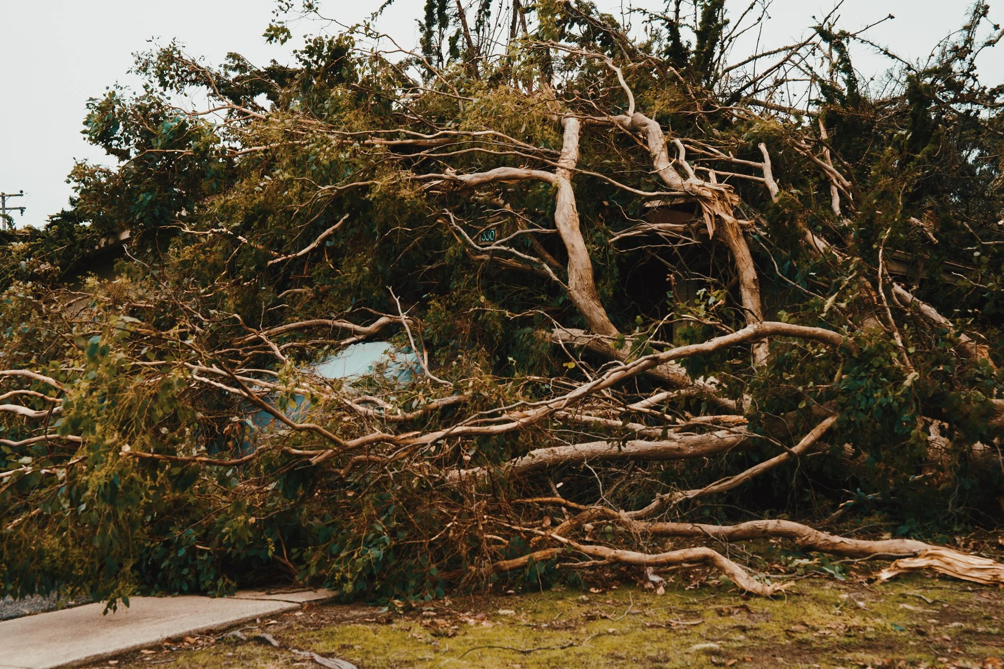 Large fallen tree completely toppled onto a house, crushing the roof and blocking the view of the house, with debris scattered around.