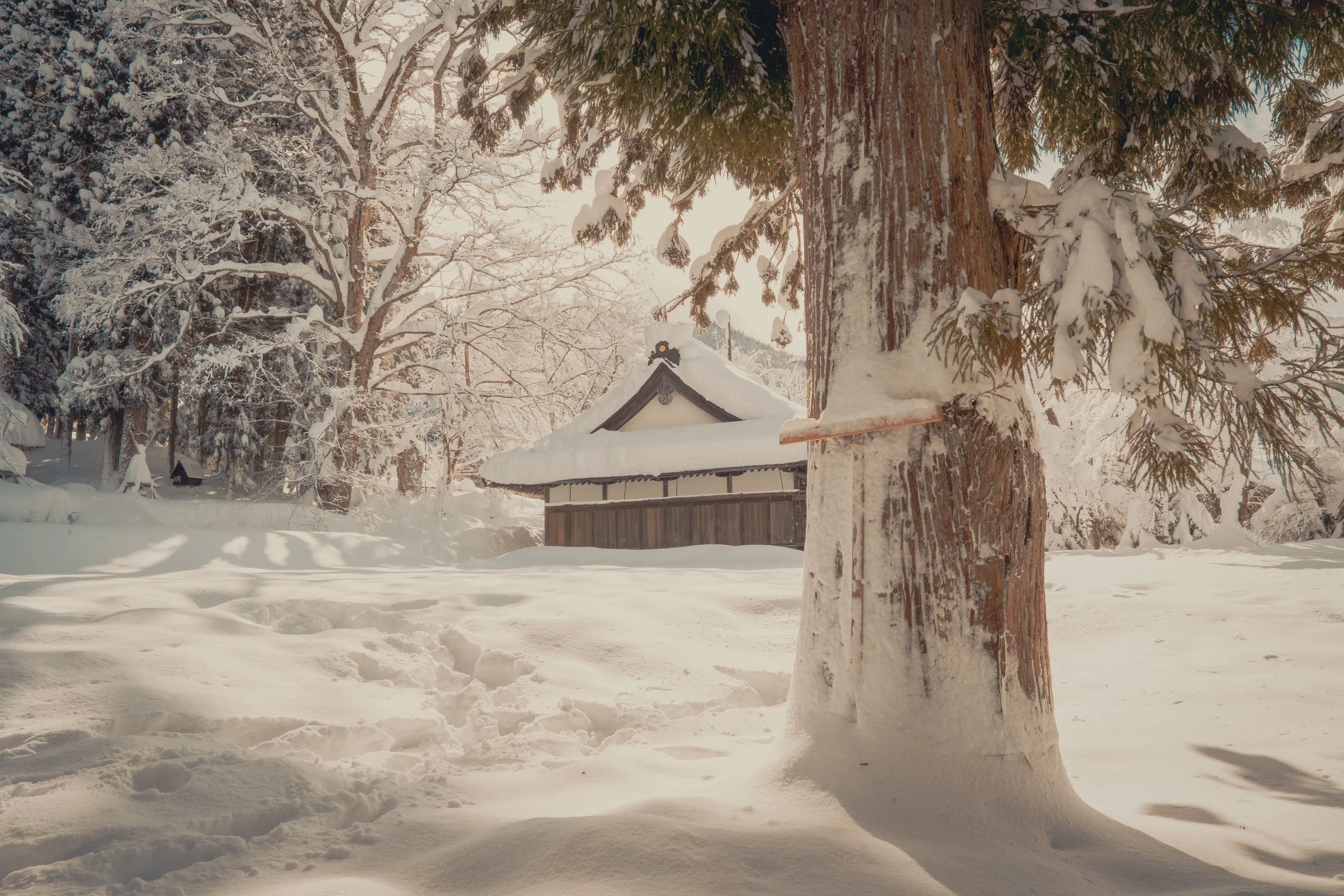 Snow-covered scene with a large tree in the foreground, a traditional Japanese building in the background, and snow-laden trees around, illuminated by soft winter sunlight.