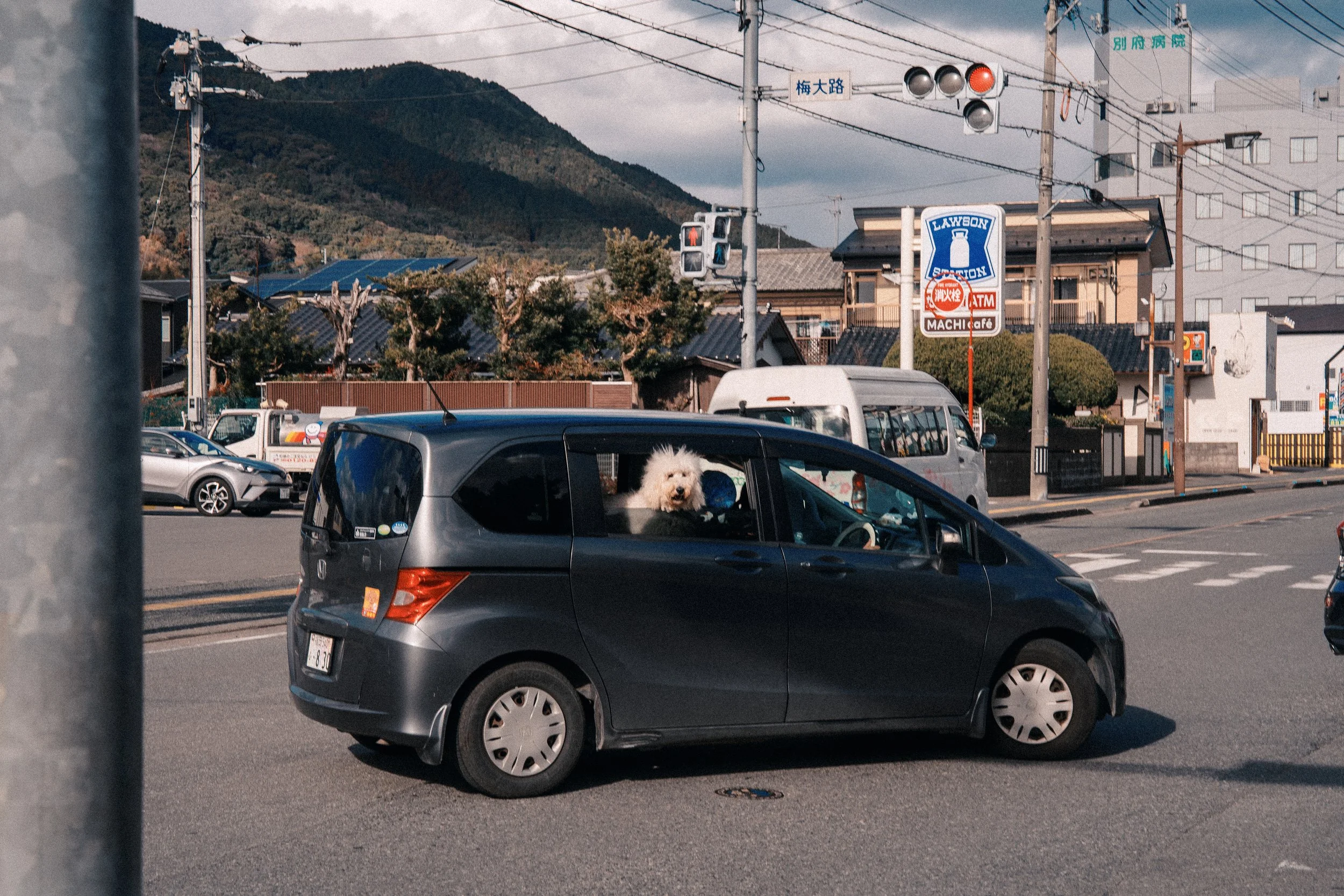 A white fluffy dog sitting in the front passenger seat of a dark gray hatchback car on a city street, with mountains in the background.