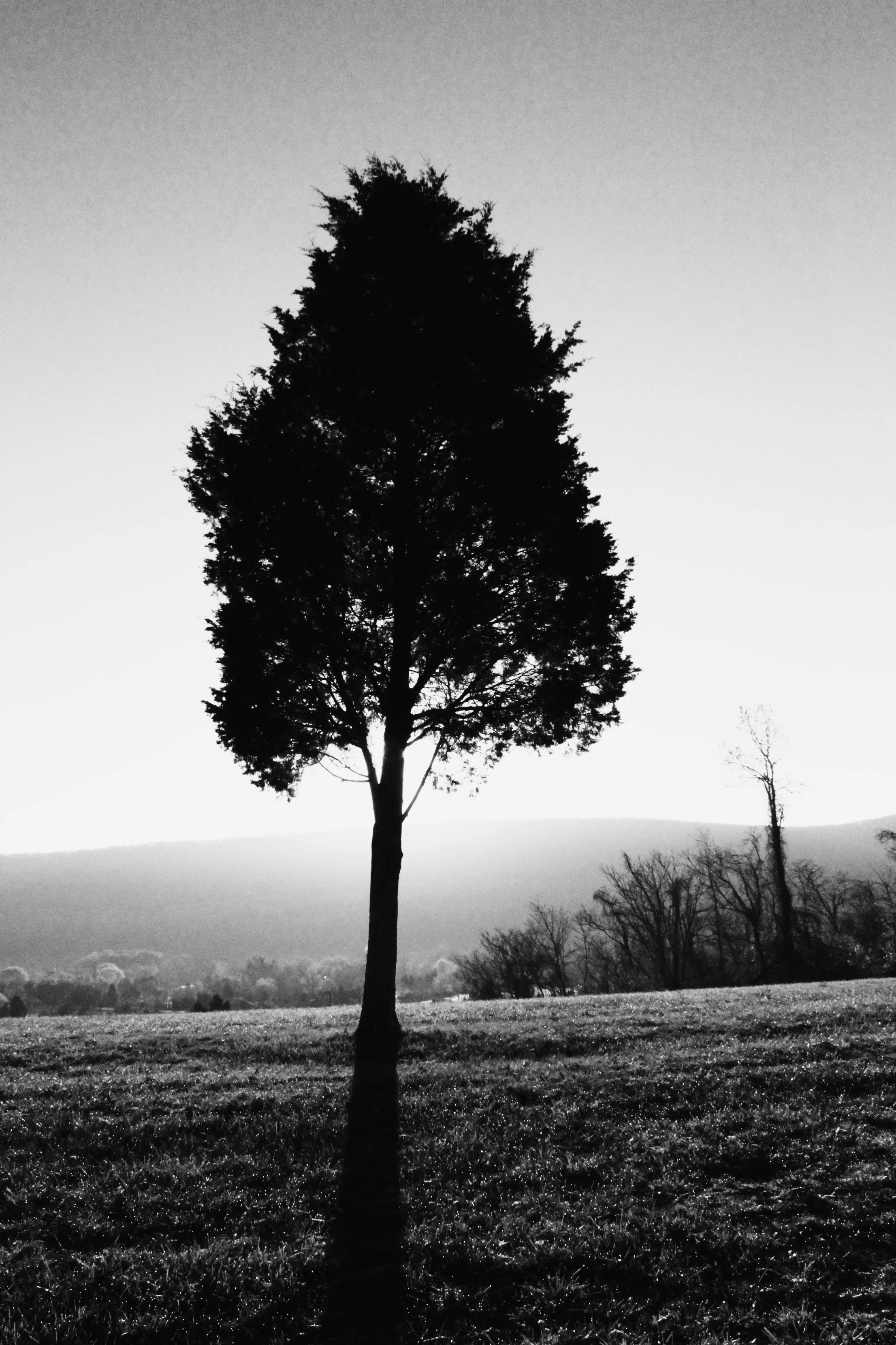 "Morning Silhouette"