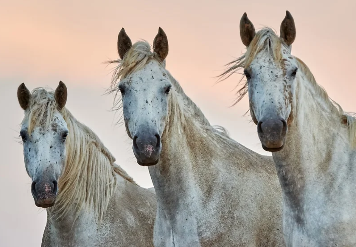 Three white horses with windblown manes standing close together against a soft pink sky.