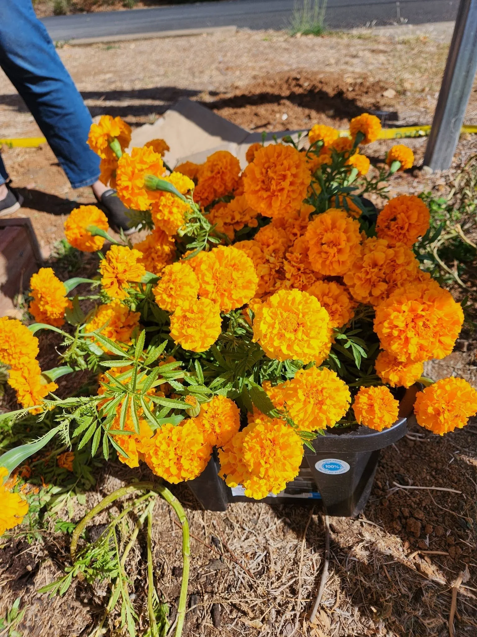 flower.jpg