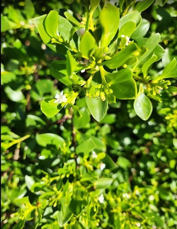 plant.jpg