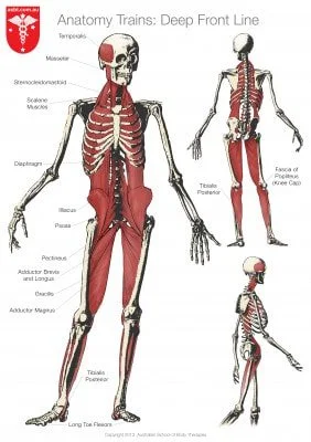 Deep Front Line for Fascia Junkies