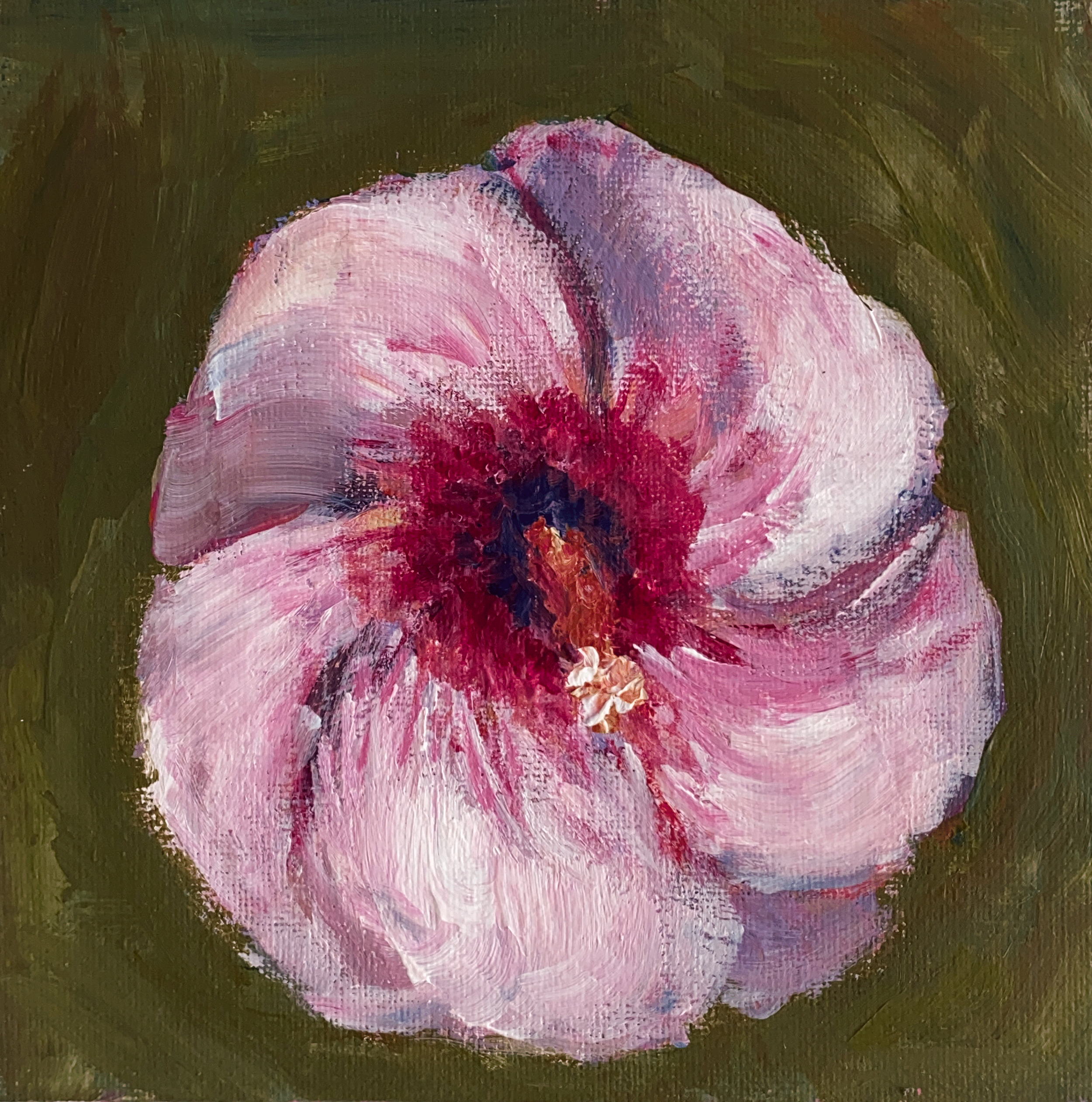 Day 220: "Pink Hibiscus", acrylic on canvas panel, 6x6".