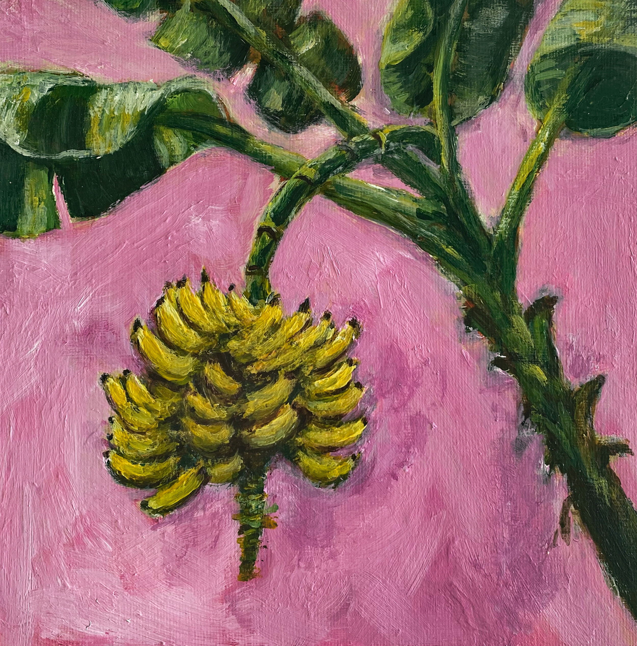 plantain tree with green leaves on pink background