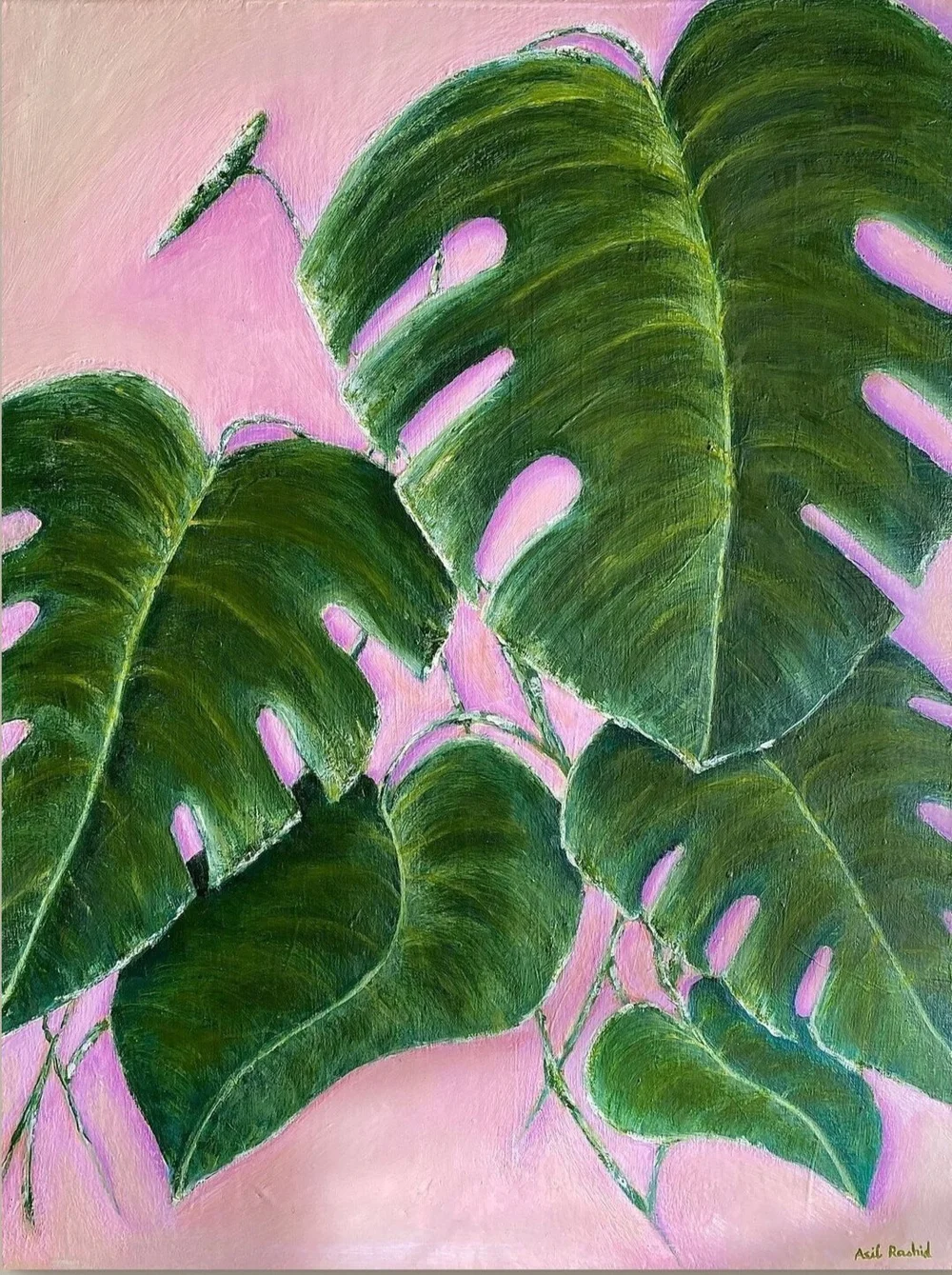 Original oil painting of monstera leaves on a pink background, 18x24 canvas  artwork.  Asil Rashid