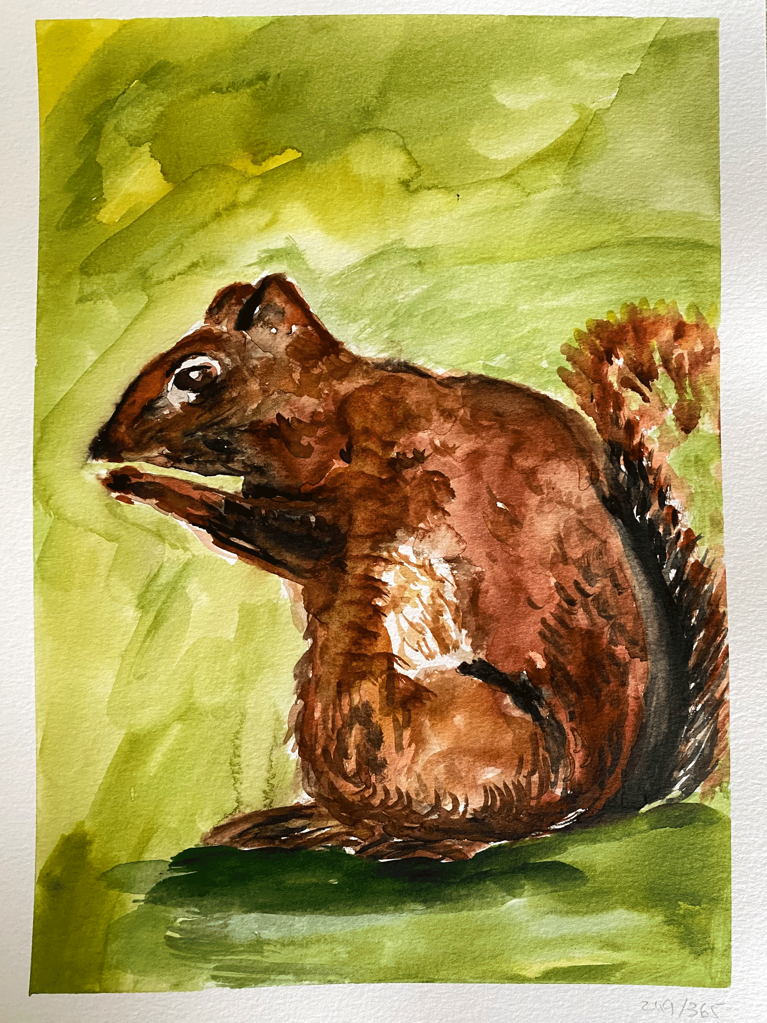 Day 249: "Squirrel", Original Watercolor on Paper, 9x12"