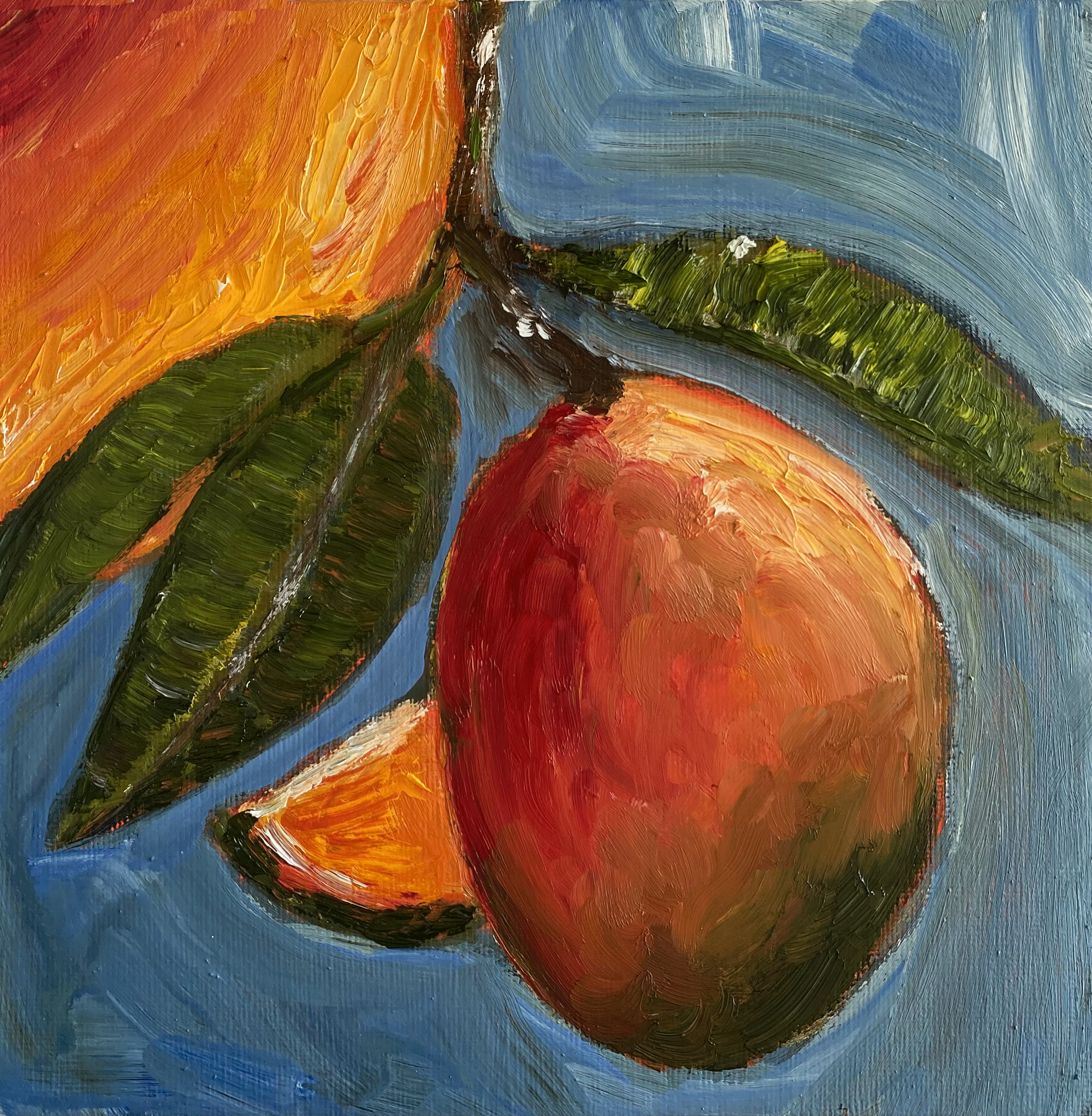 mango tree with green leaves on blue grey background