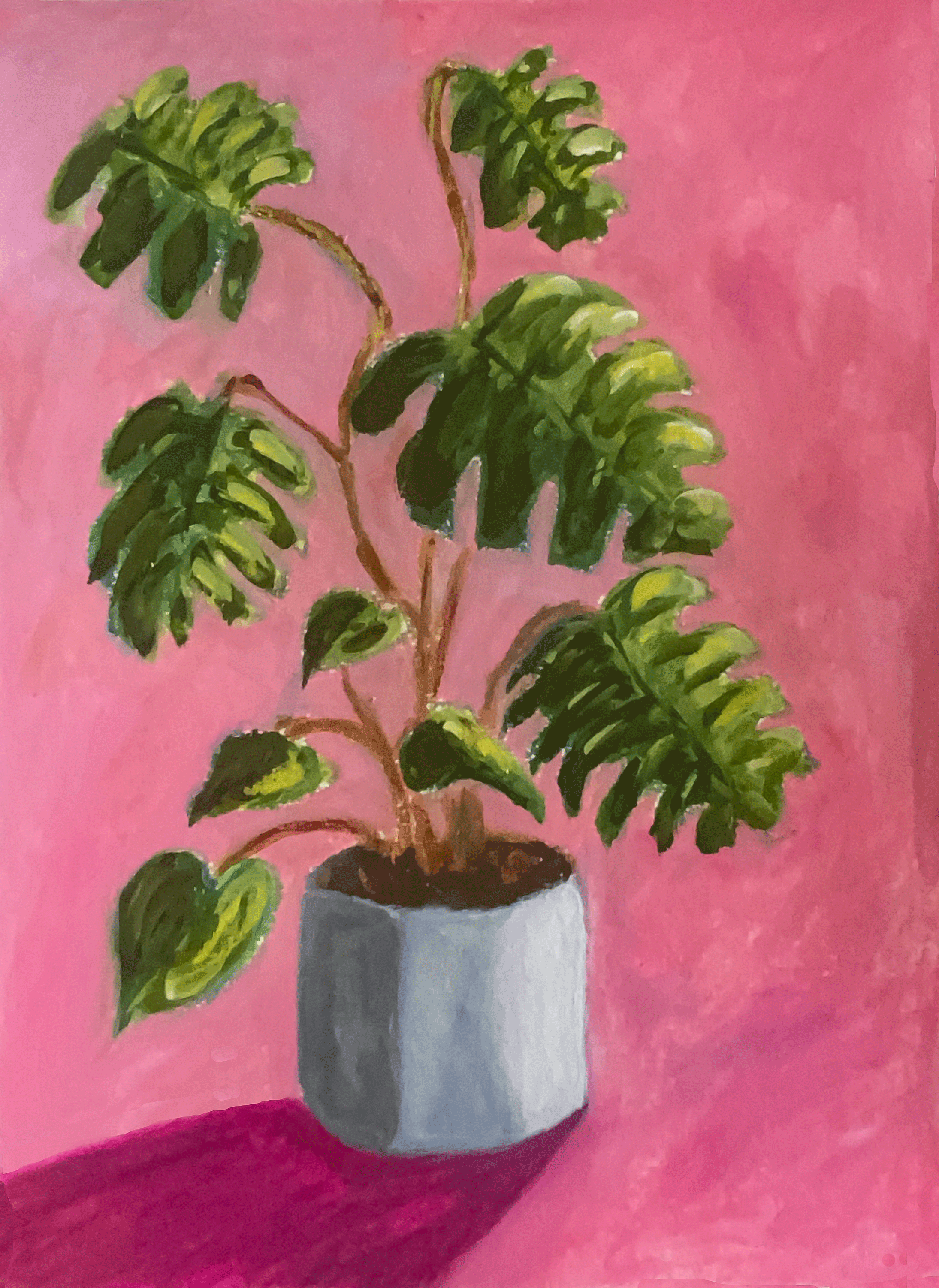 monstera plant in grey pot on pink background close up.png