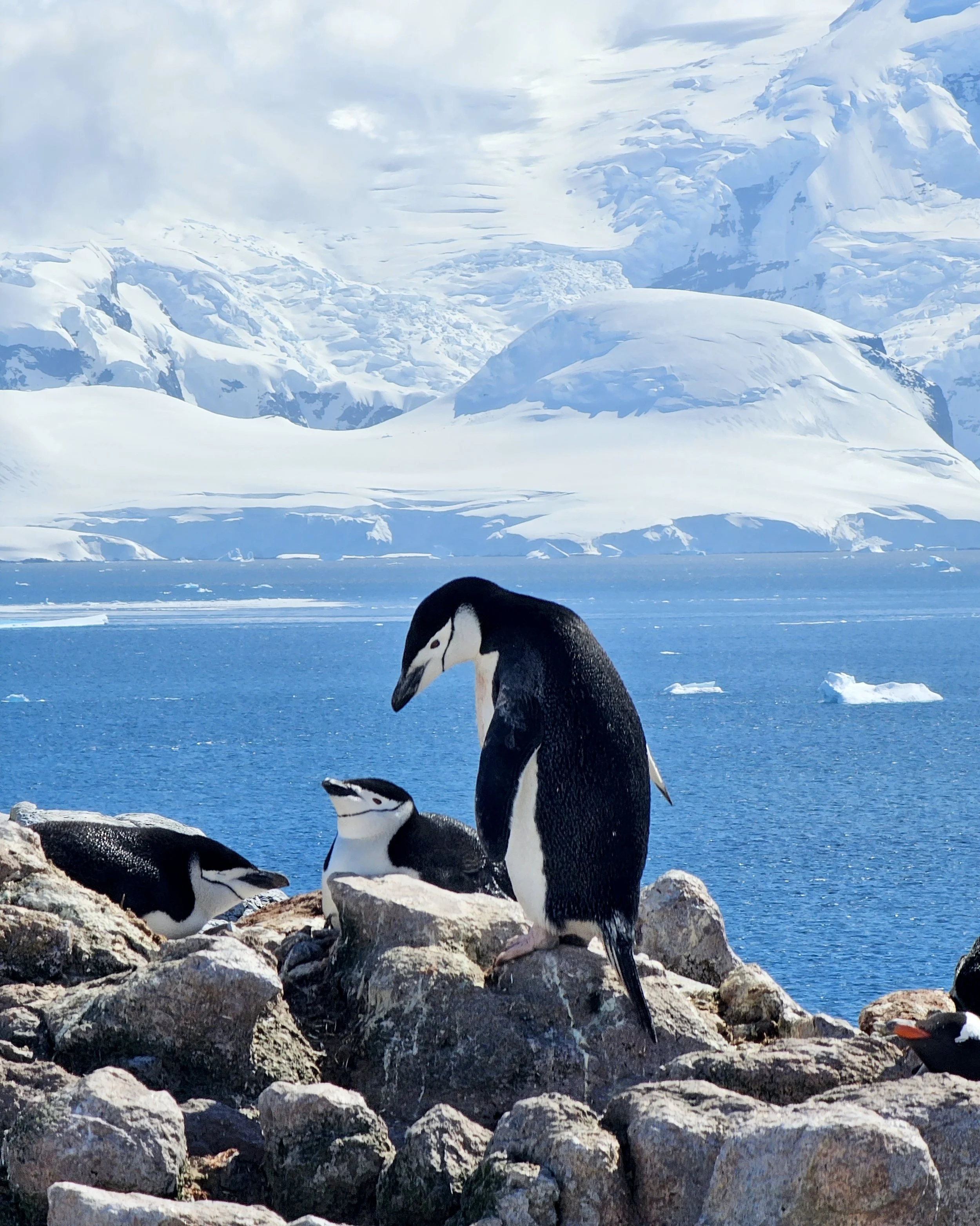 Antarctica 2.jpg