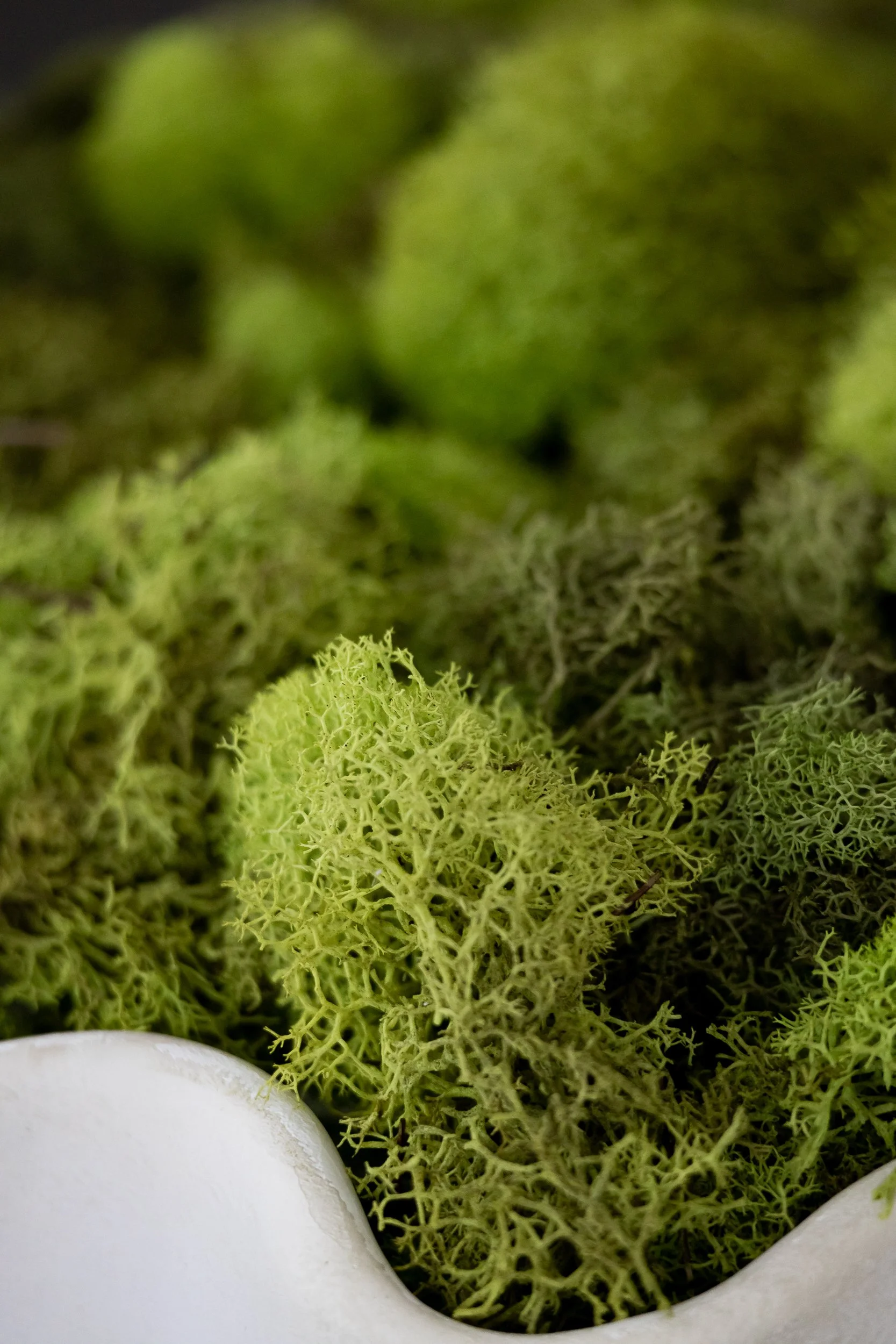 Close-up of green moss and lichen growing inside a white ceramic or plastic container.