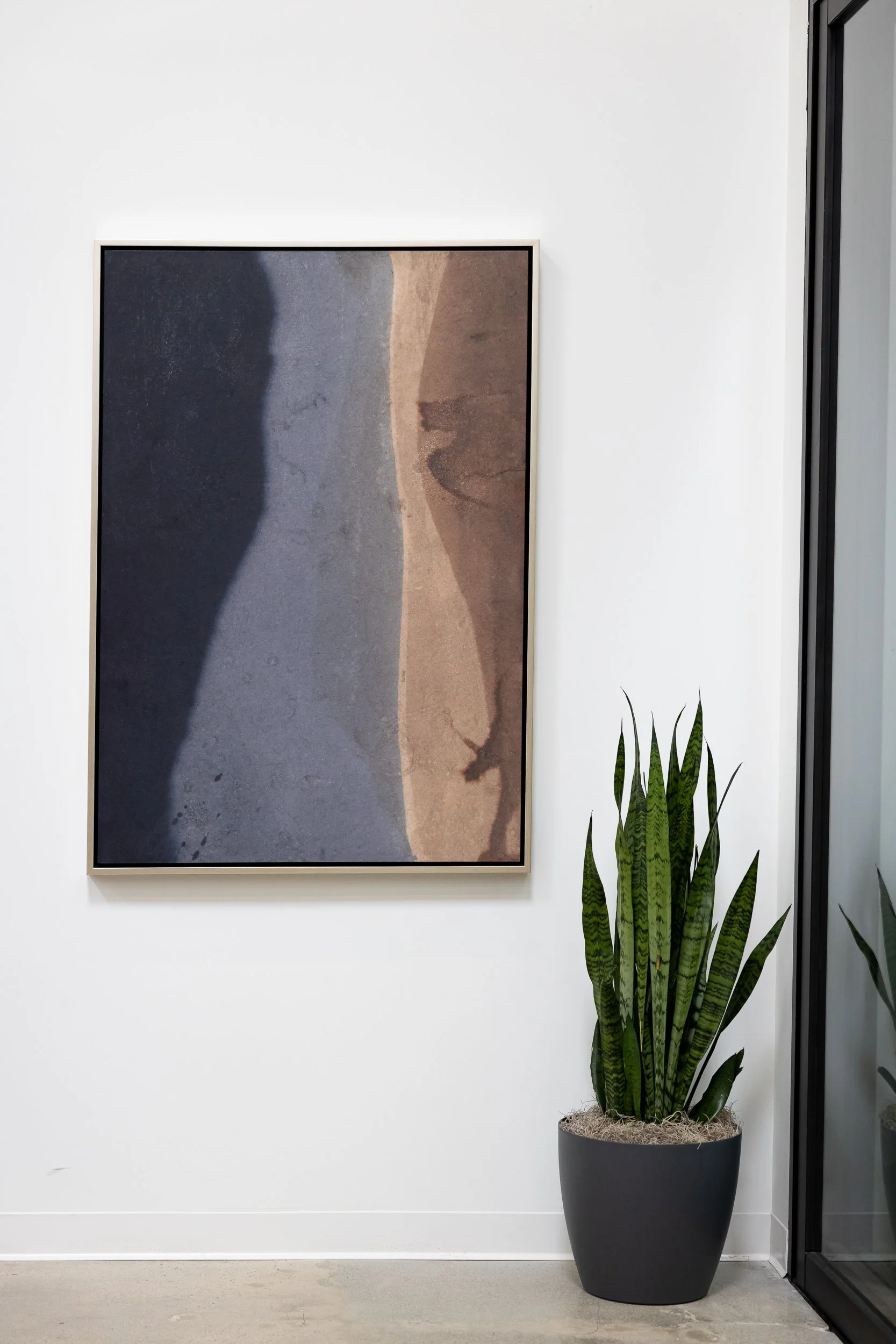 Indoor scene with a tall potted snake plant near a white wall, a framed abstract artwork on the wall, and a glass door on the right.