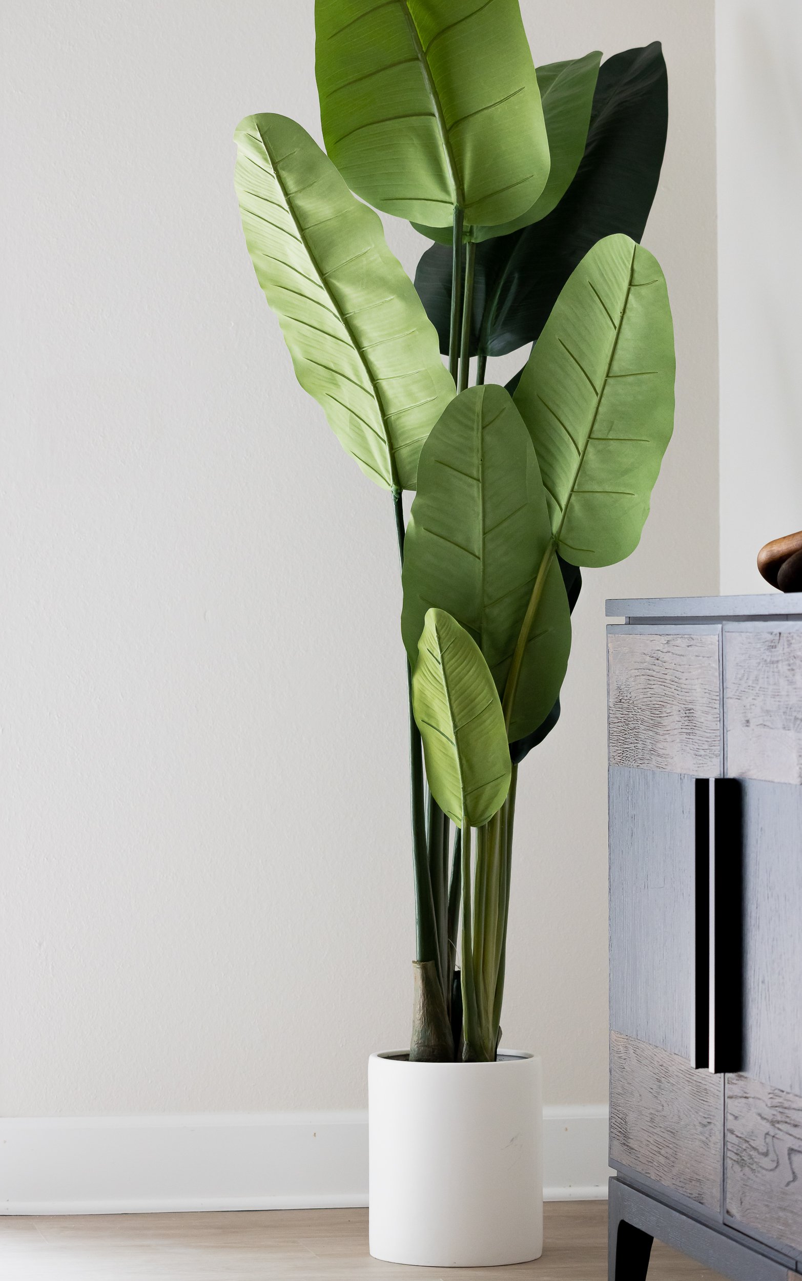 A tall potted indoor plant with broad green leaves in a white cylindrical pot, positioned next to a textured gray wooden cabinet in a room with a white wall.