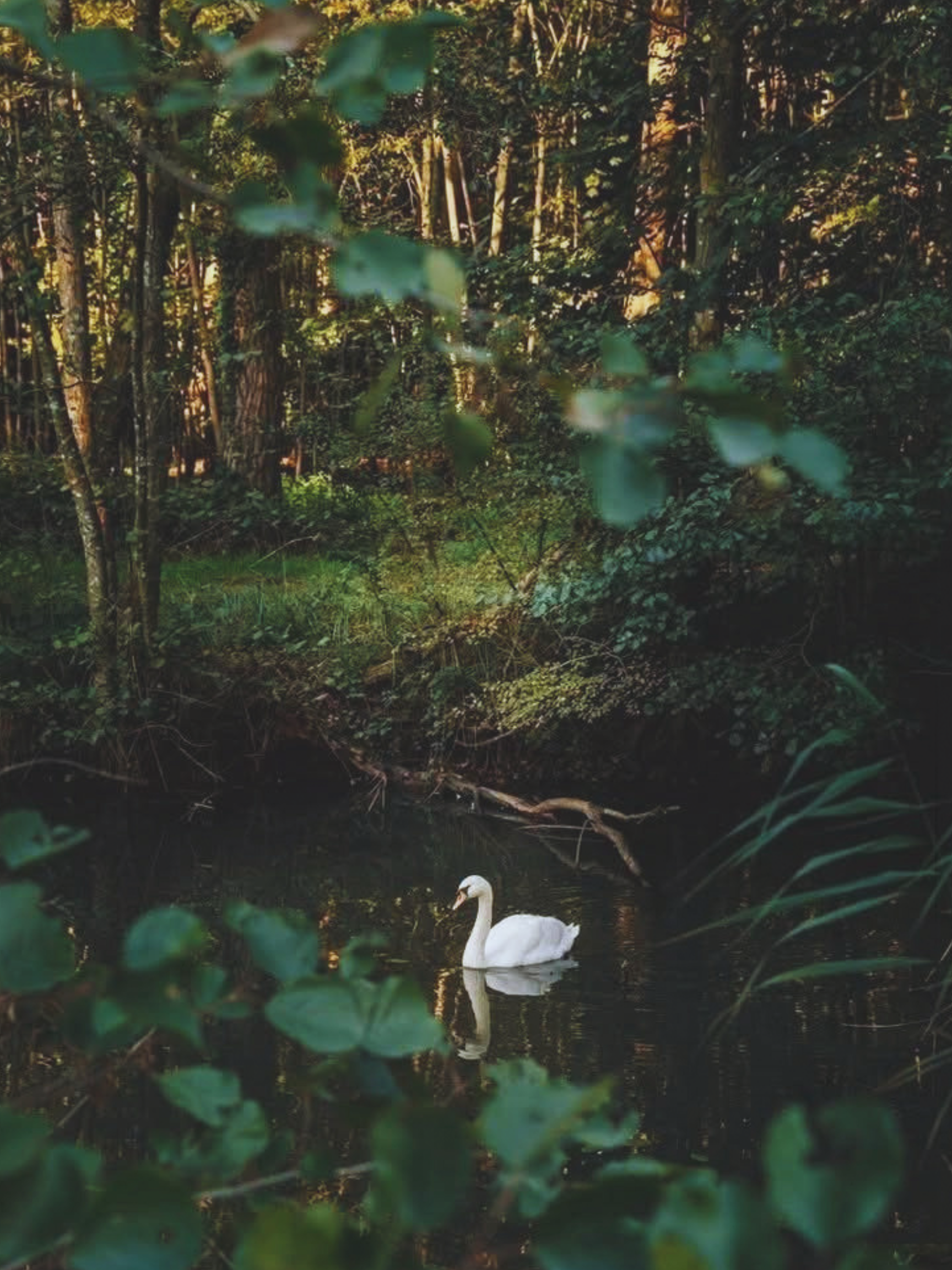 Sacred Animal Oracle Lauren Bee 000.png