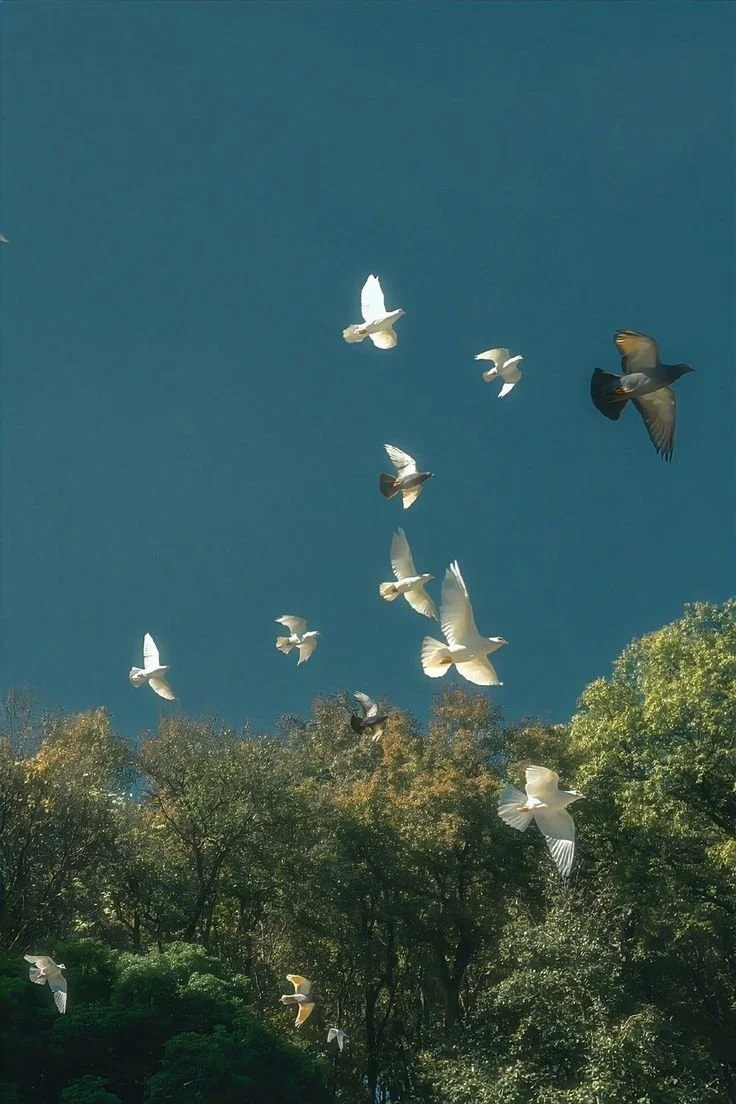 spirit guide tarot reading.jpg