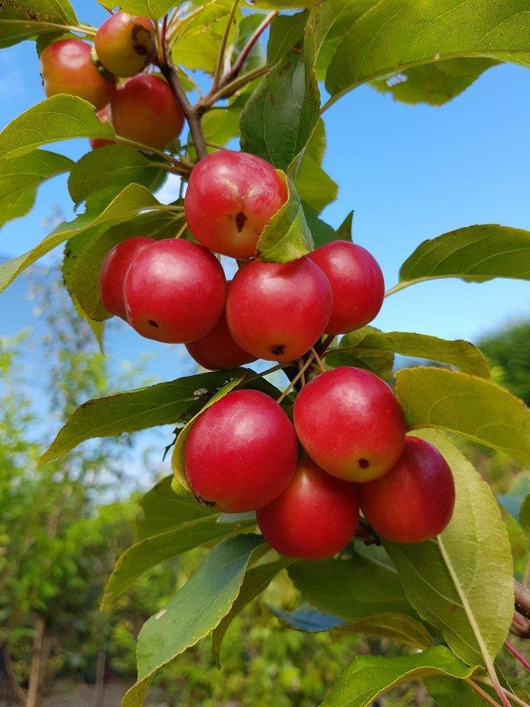 crb apples.jpg
