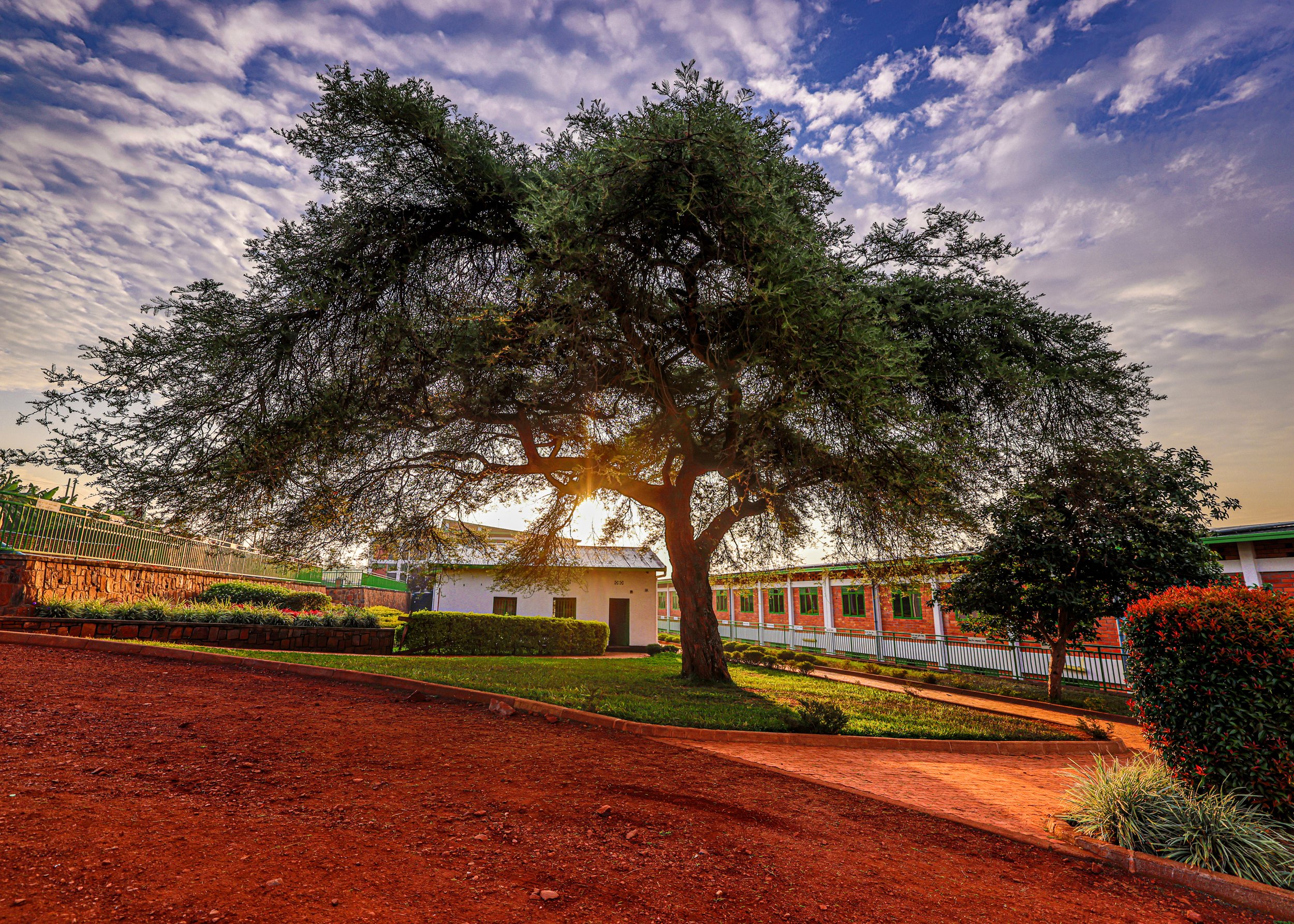 TheTree_Rwanda2023(NikolaiPucPhotography)0117artNC.jpg