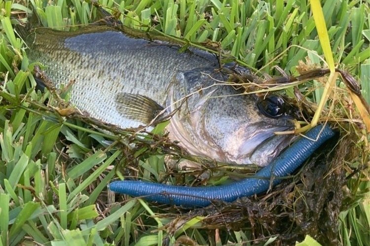 Blue Razz (5" Senko)