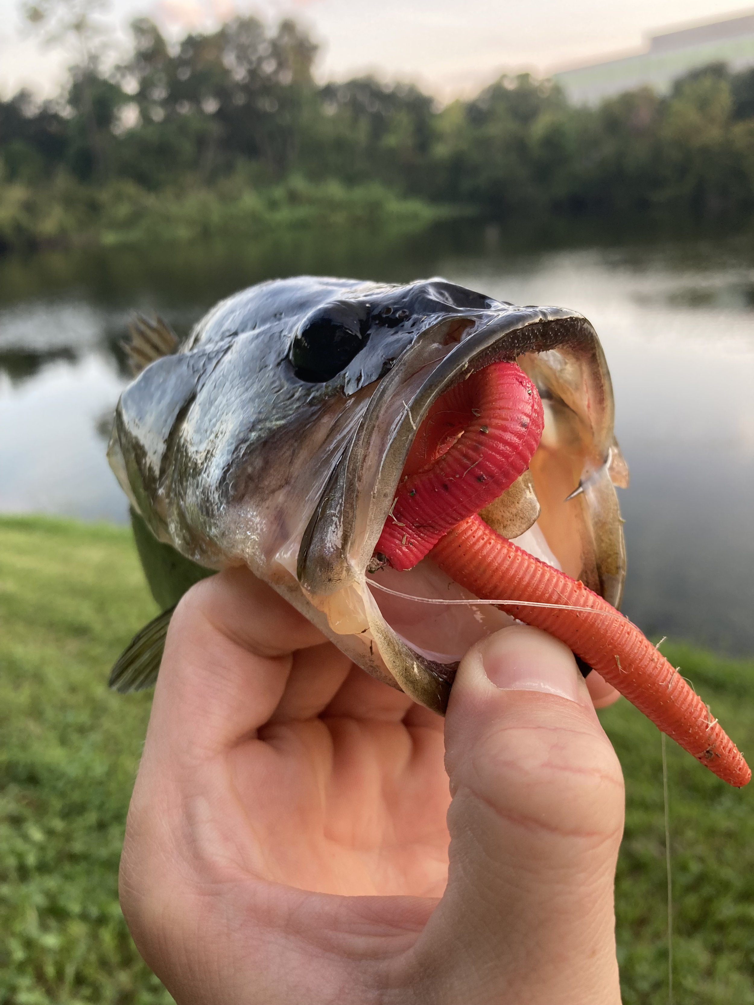 Tequila Sunrise (5" Senko)