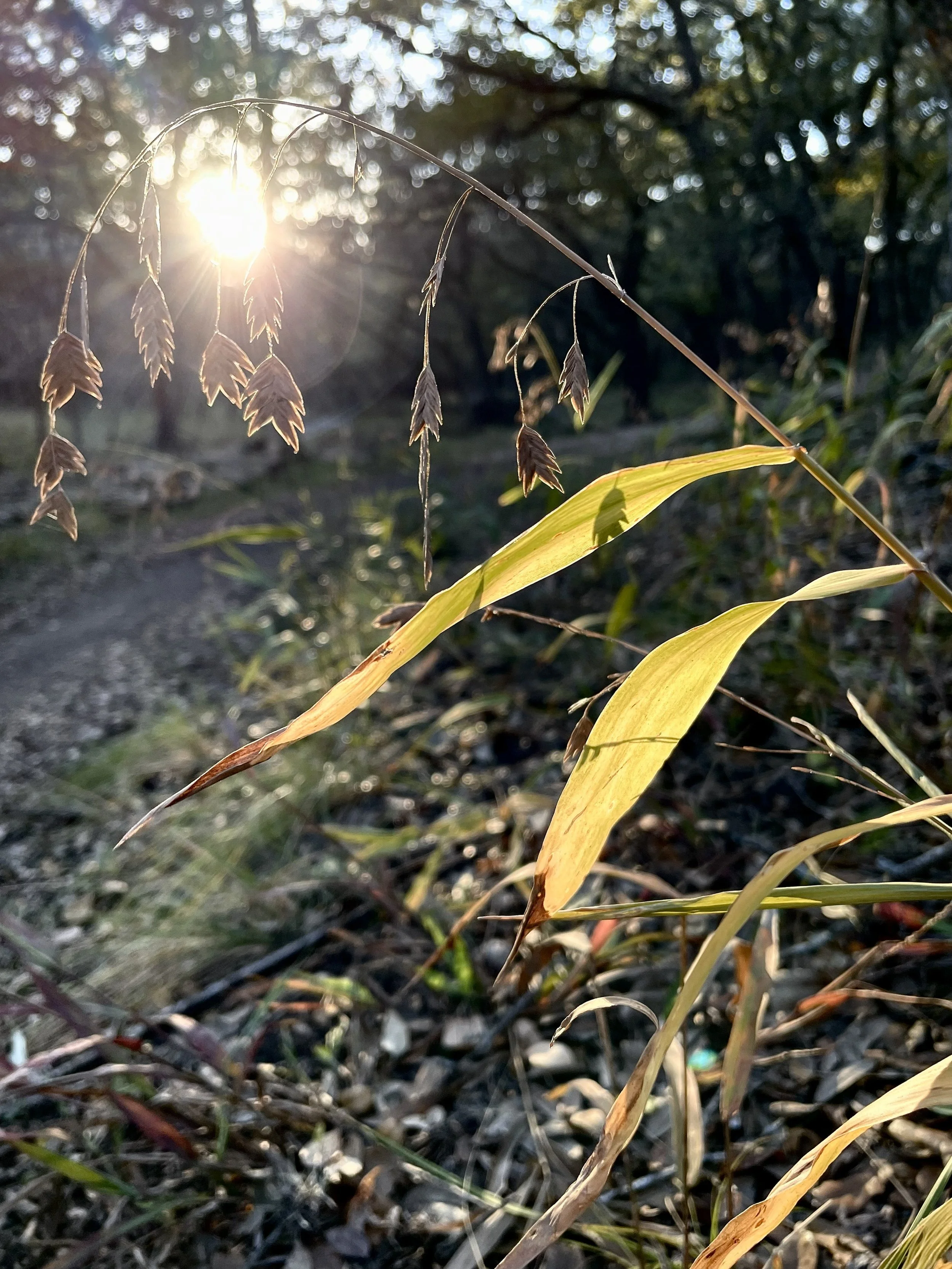January 2026 Newsletter: A New Year of Stewardship at McAllister Park