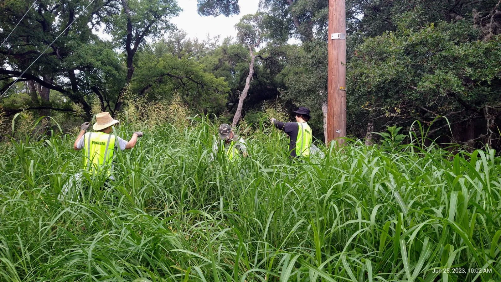 Invasive Johnson Grass Removal Workday