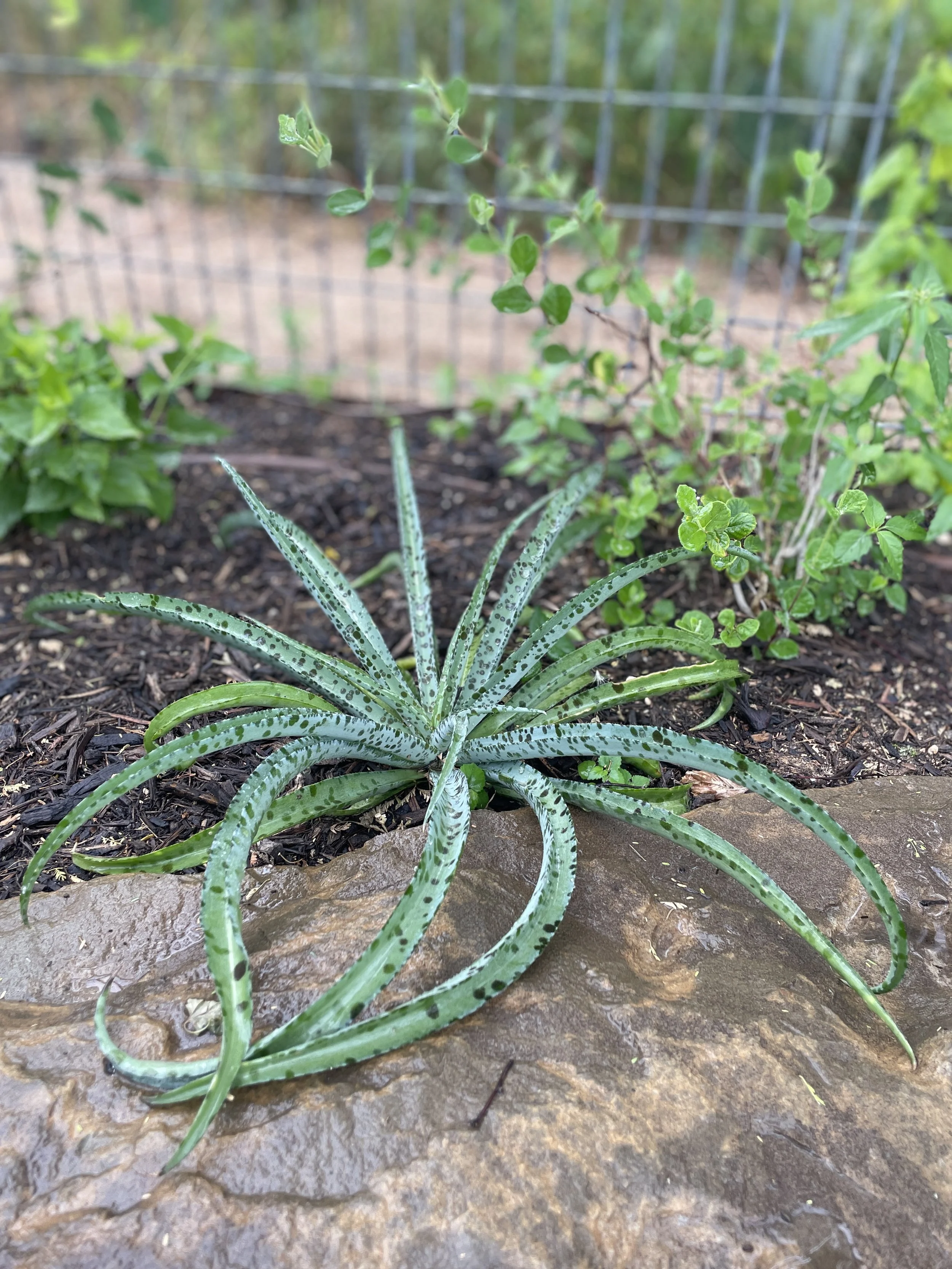 IMG_7665.jpg