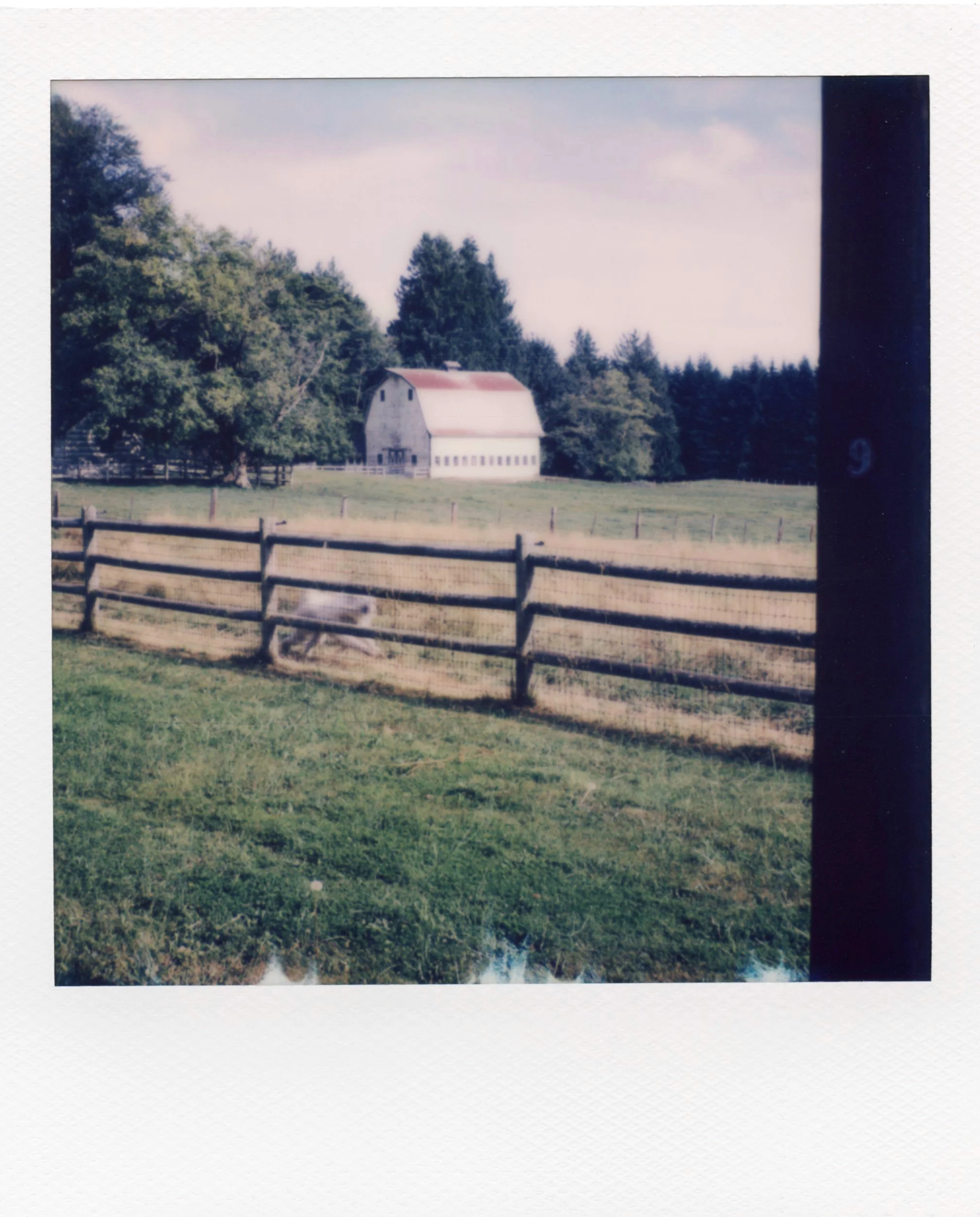 polaroid_sx70_191.jpg