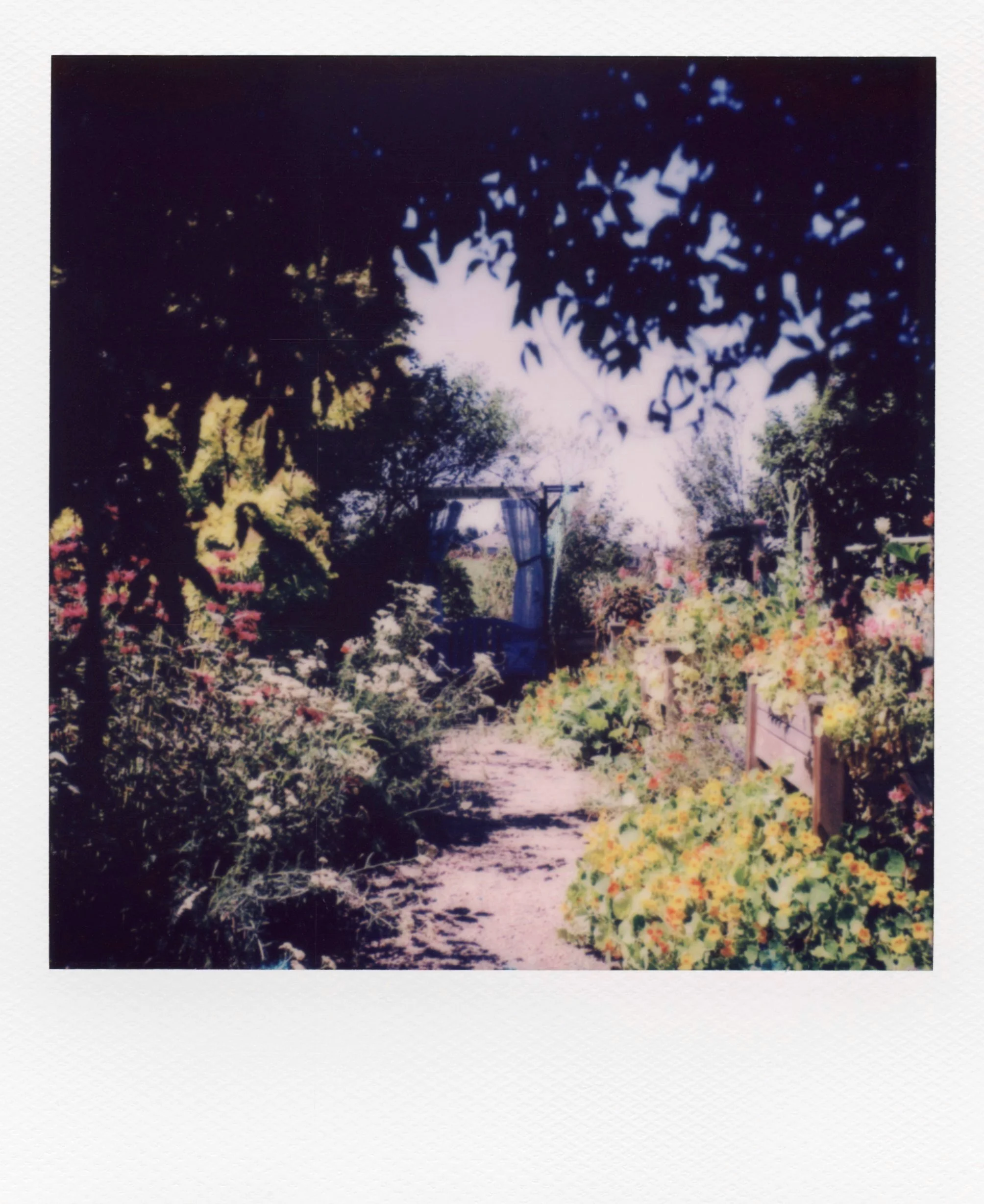 polaroid_sx70_185.jpg